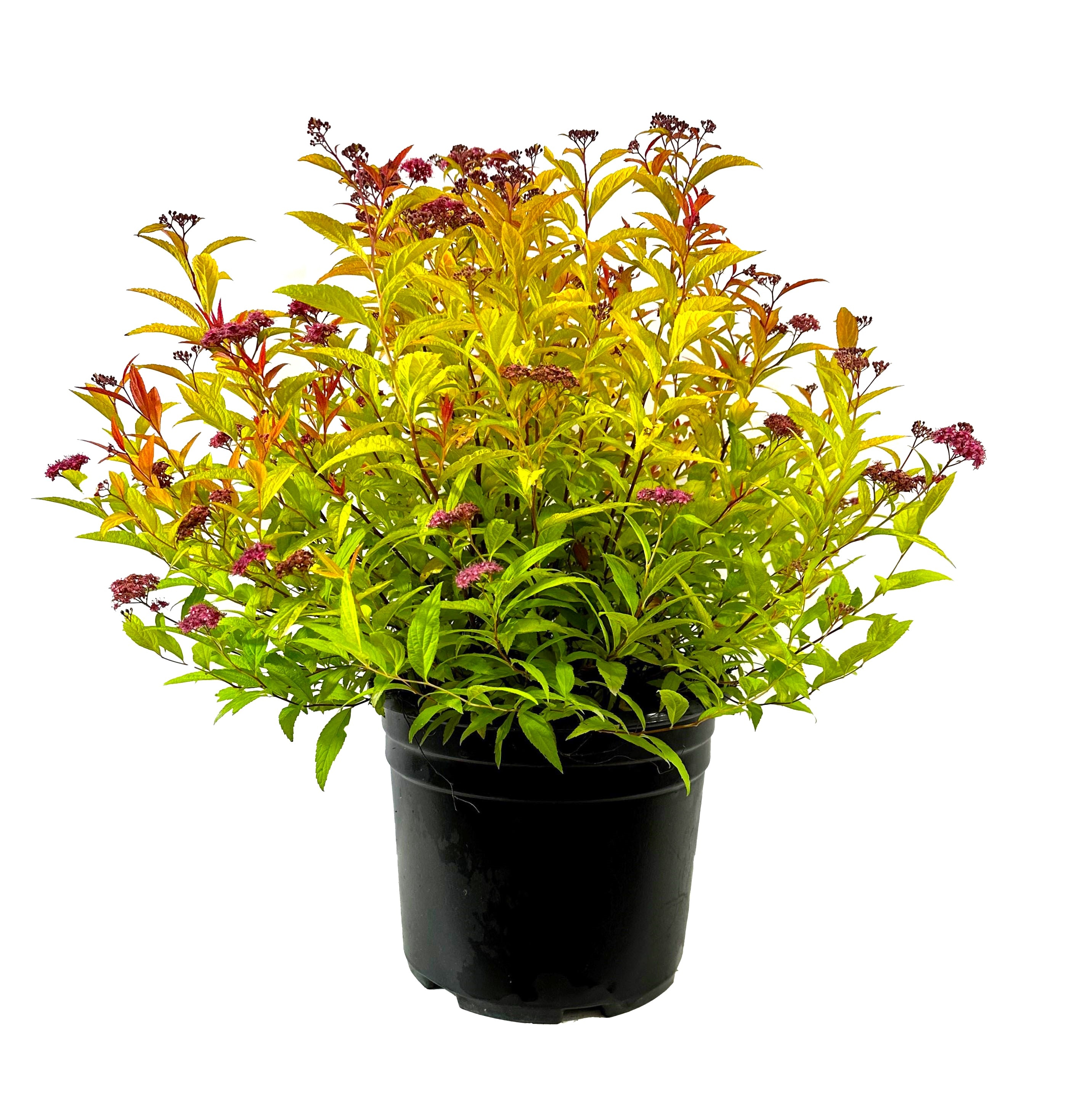 O854103 Magic Carpet Spirea Accent Shrub in 2.25 -Gallon Pot 1 -Pack