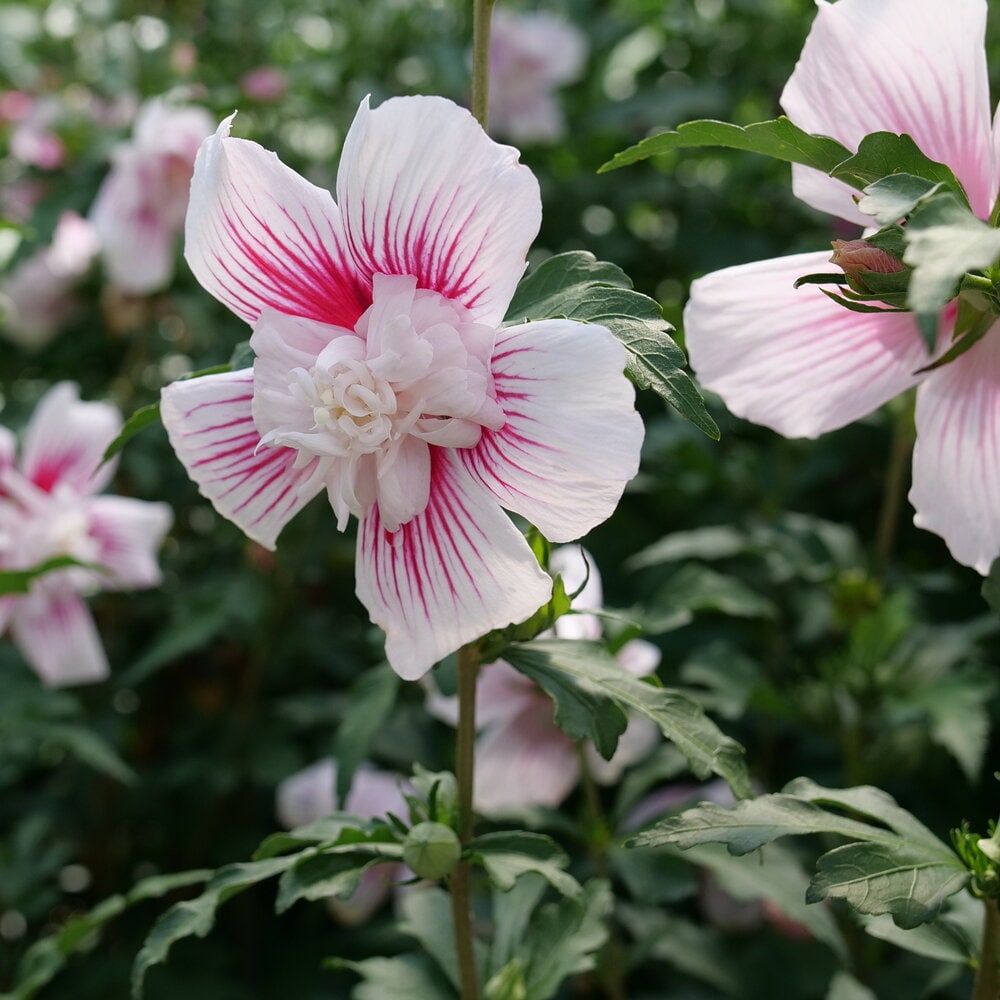 Proven Winners HIBPRC2167800 shrubs - View #2