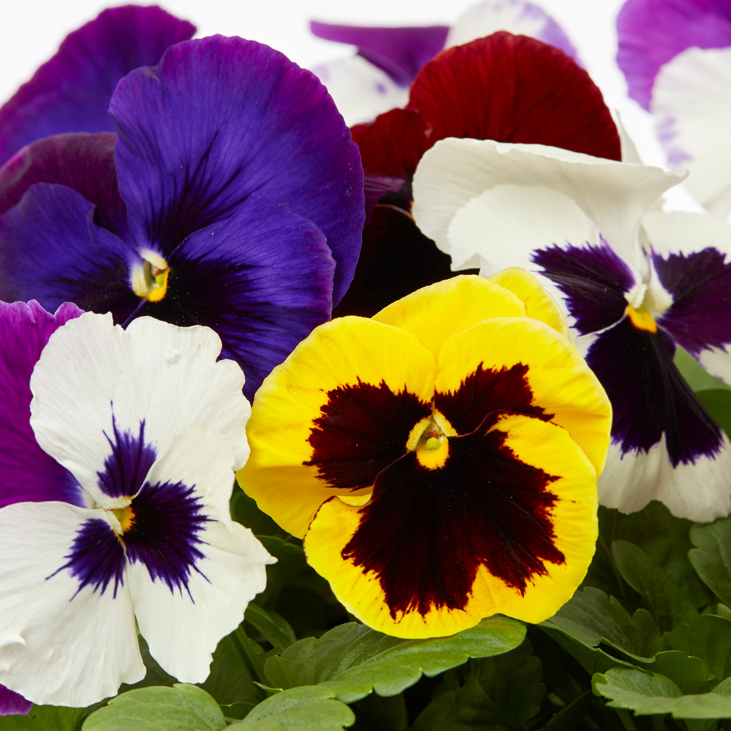 Lowe's NURSERY annuals - View #2