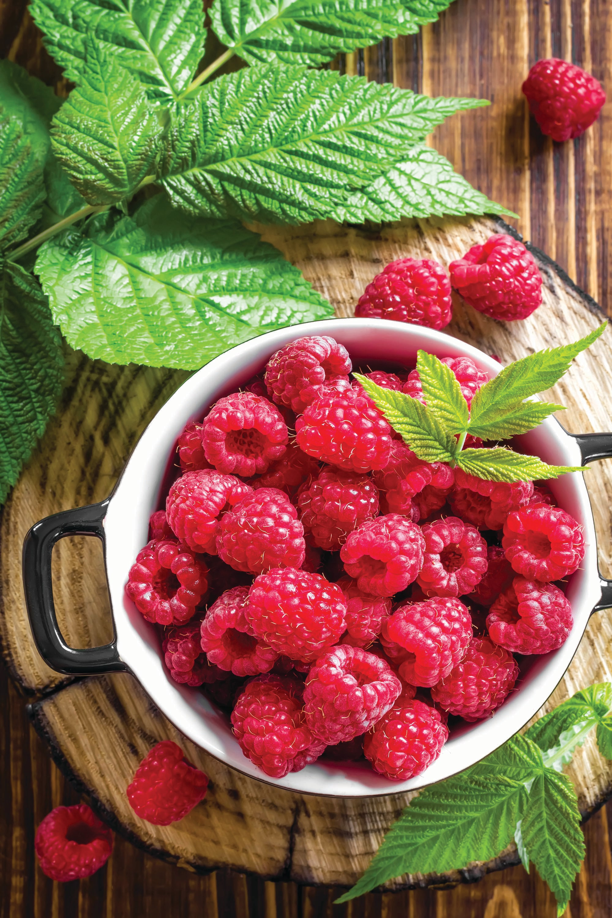 Garden State Bulb 07952 RASPBERRY HERITAGE 1-PK PBS
