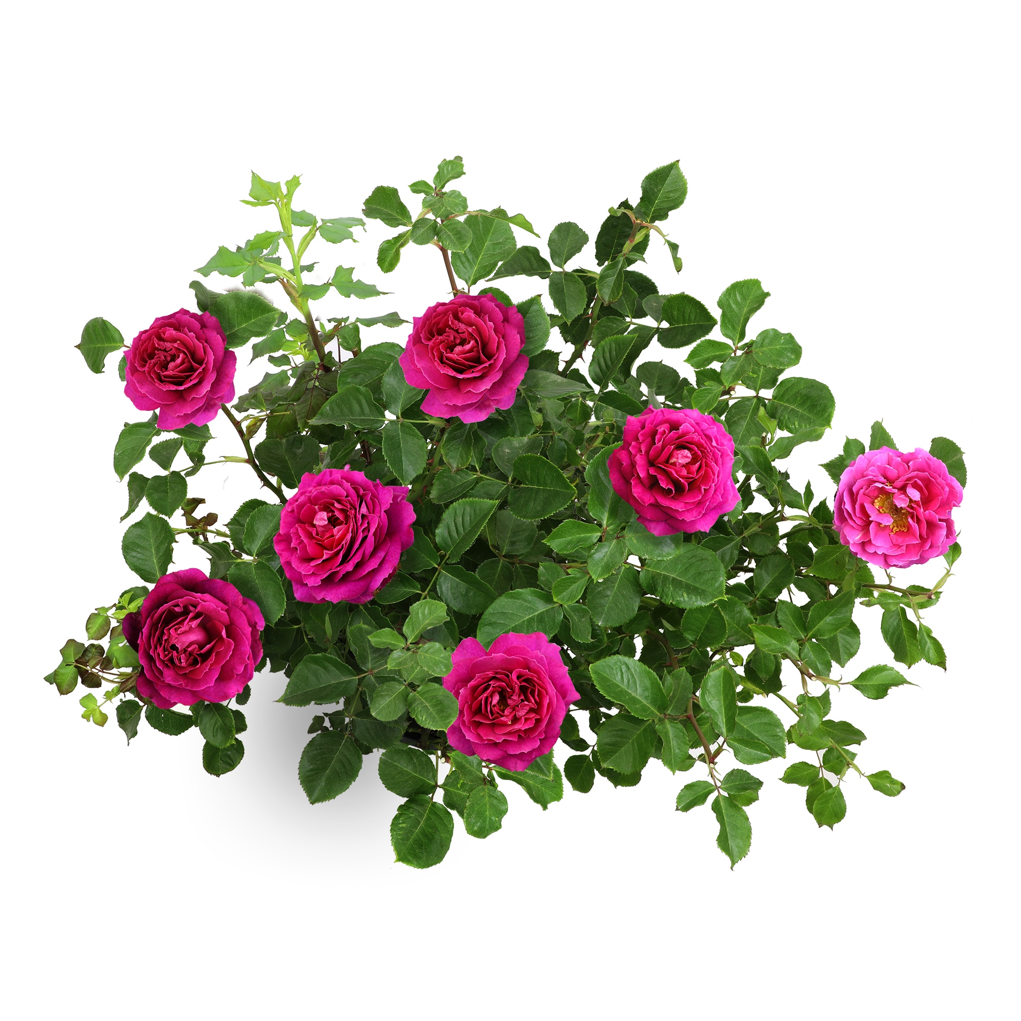 Altman Plants 0881519 roses - View #9