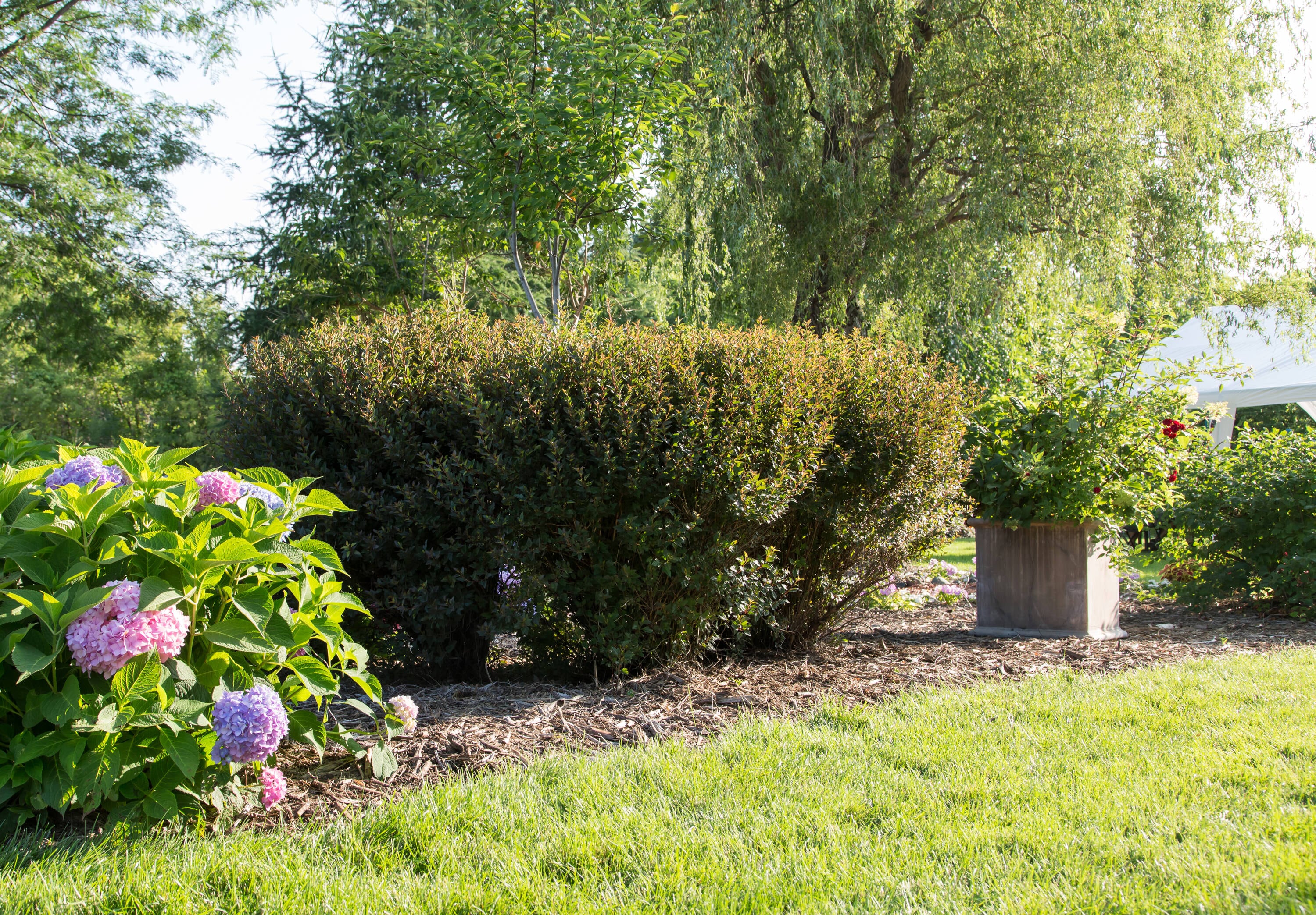 Lowe's NURSERY shrubs - View #7