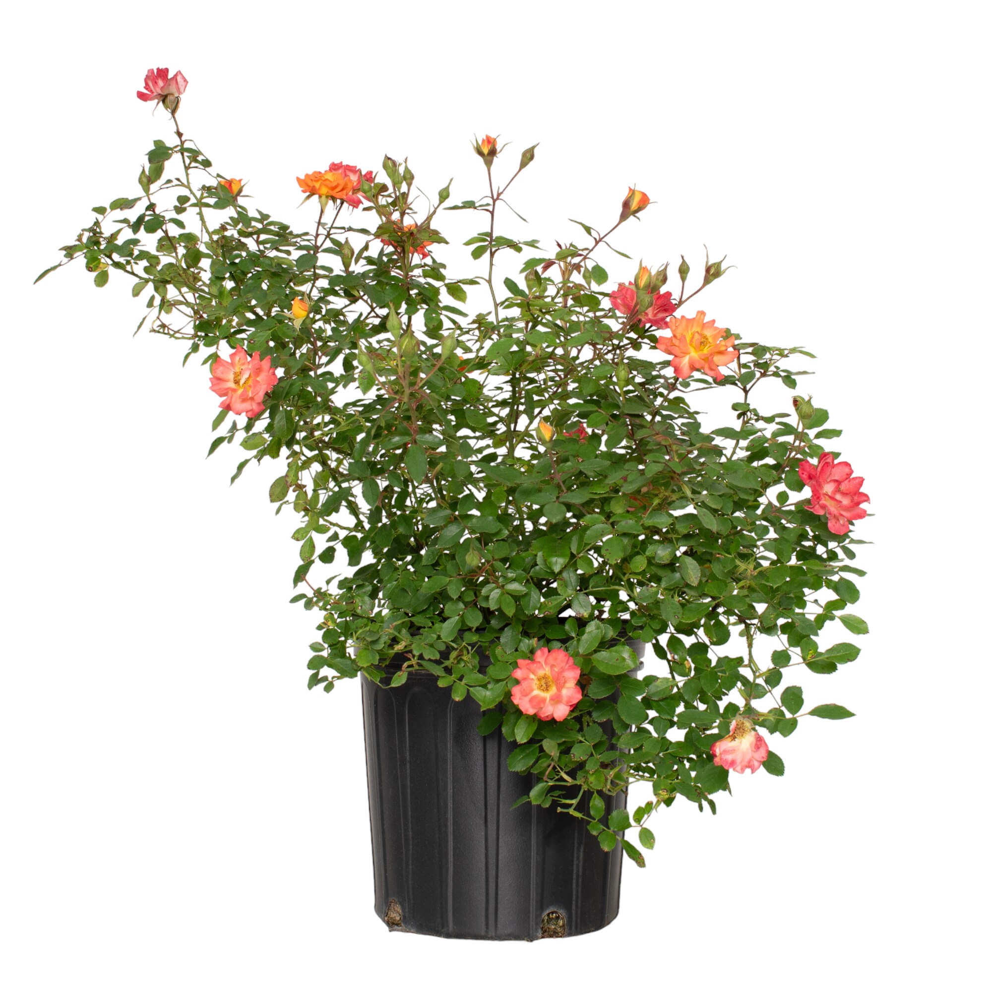 National Plant Network LW1791 roses - View #5