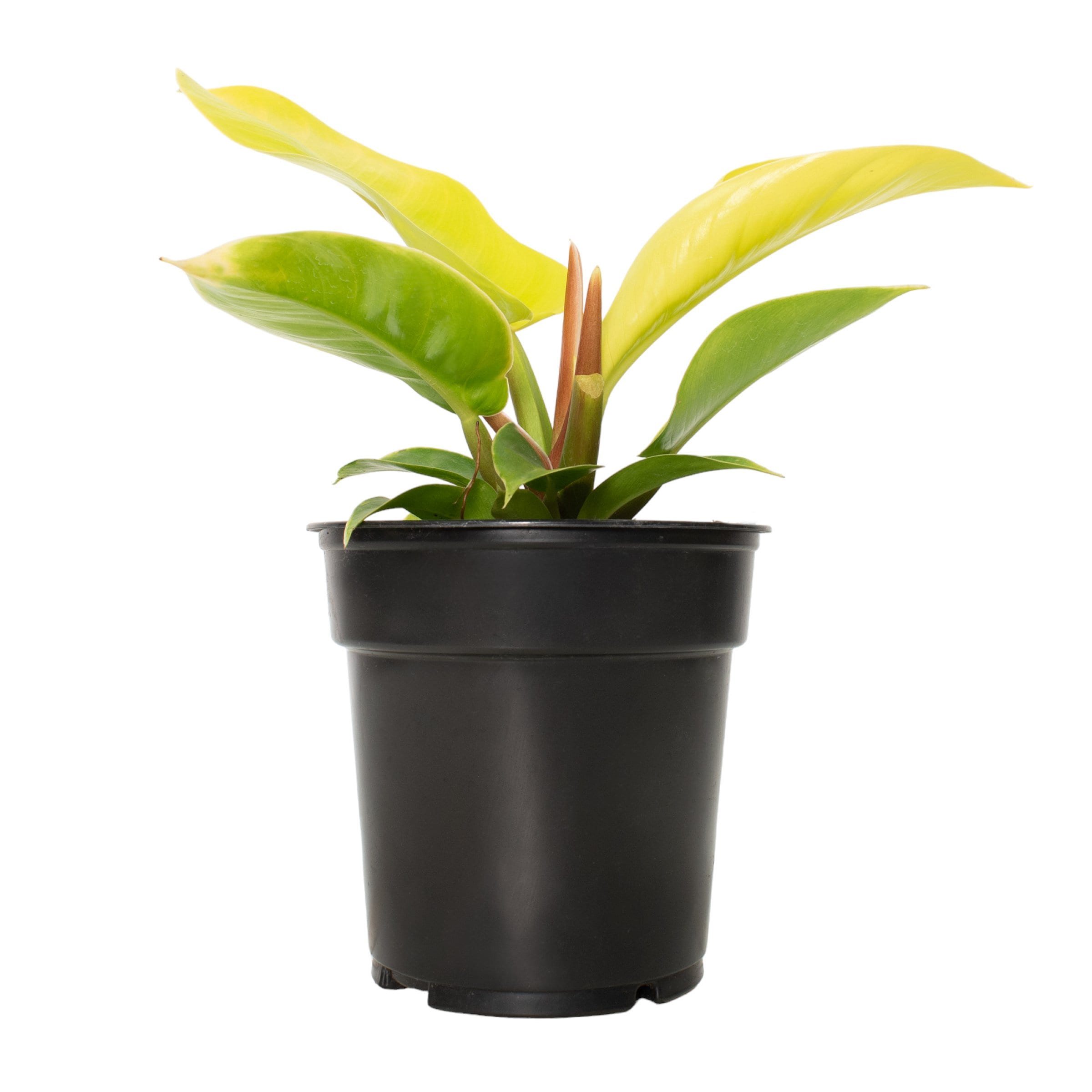 National Plant Network LW1757 Philodendron House plant in 6 Inch(es) Pot 1 -Pack