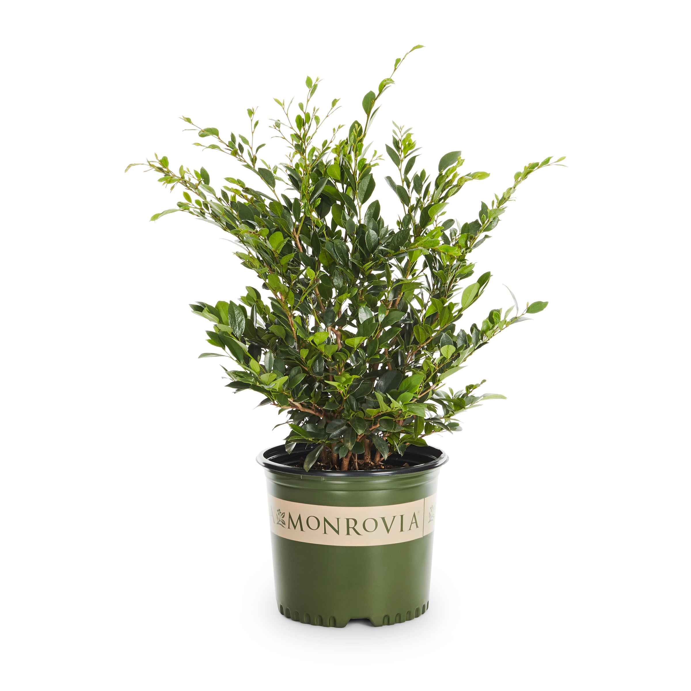 Monrovia 57253 Evergreen Distylium Foundation/Hedge Shrub in -Gallon Pot with Red Blooms