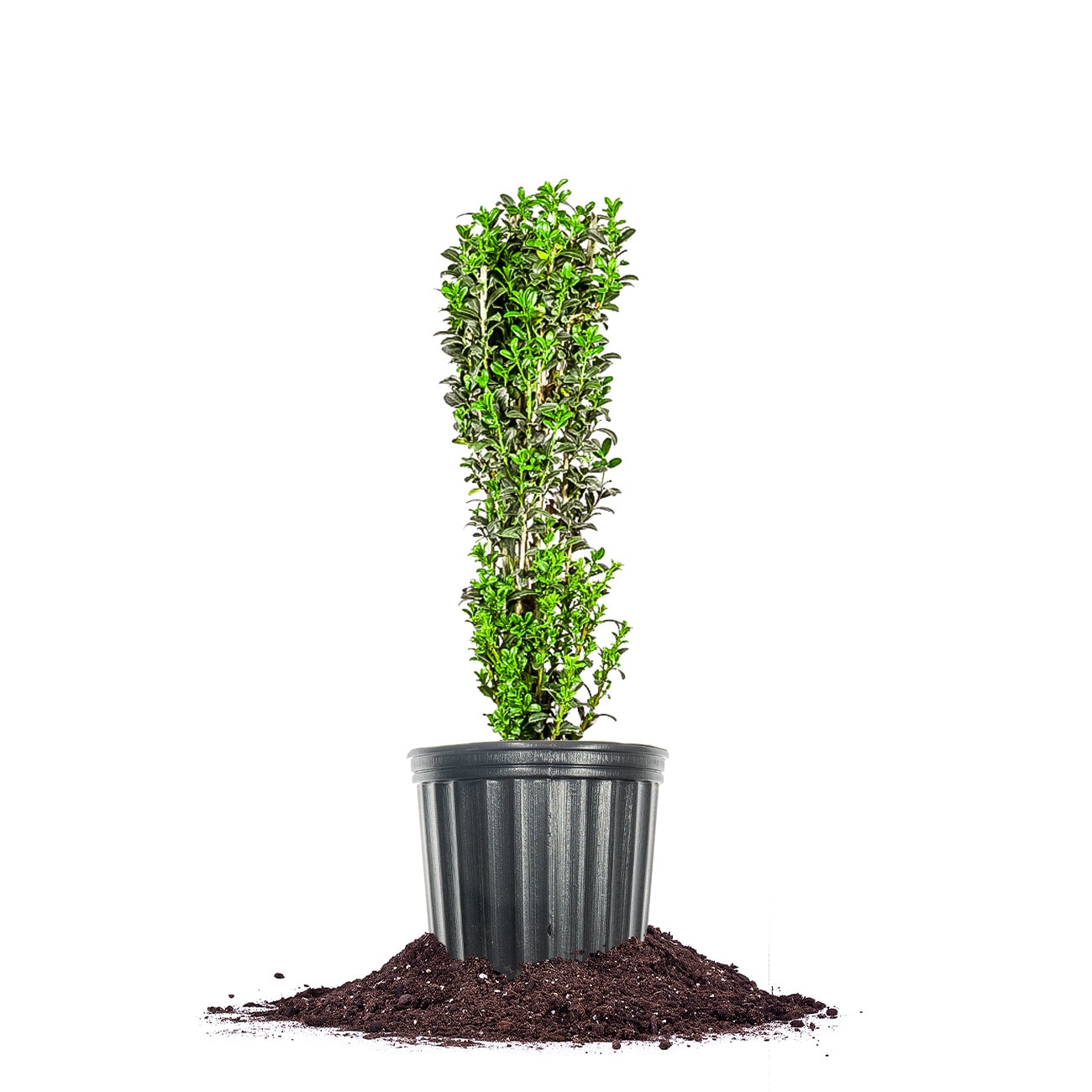 Perfect Plants LOSKYPENCIL1G Sky Pencil Holly Foundation/Hedge Shrub in 1 -Gallon Pot 1.0 -Pack