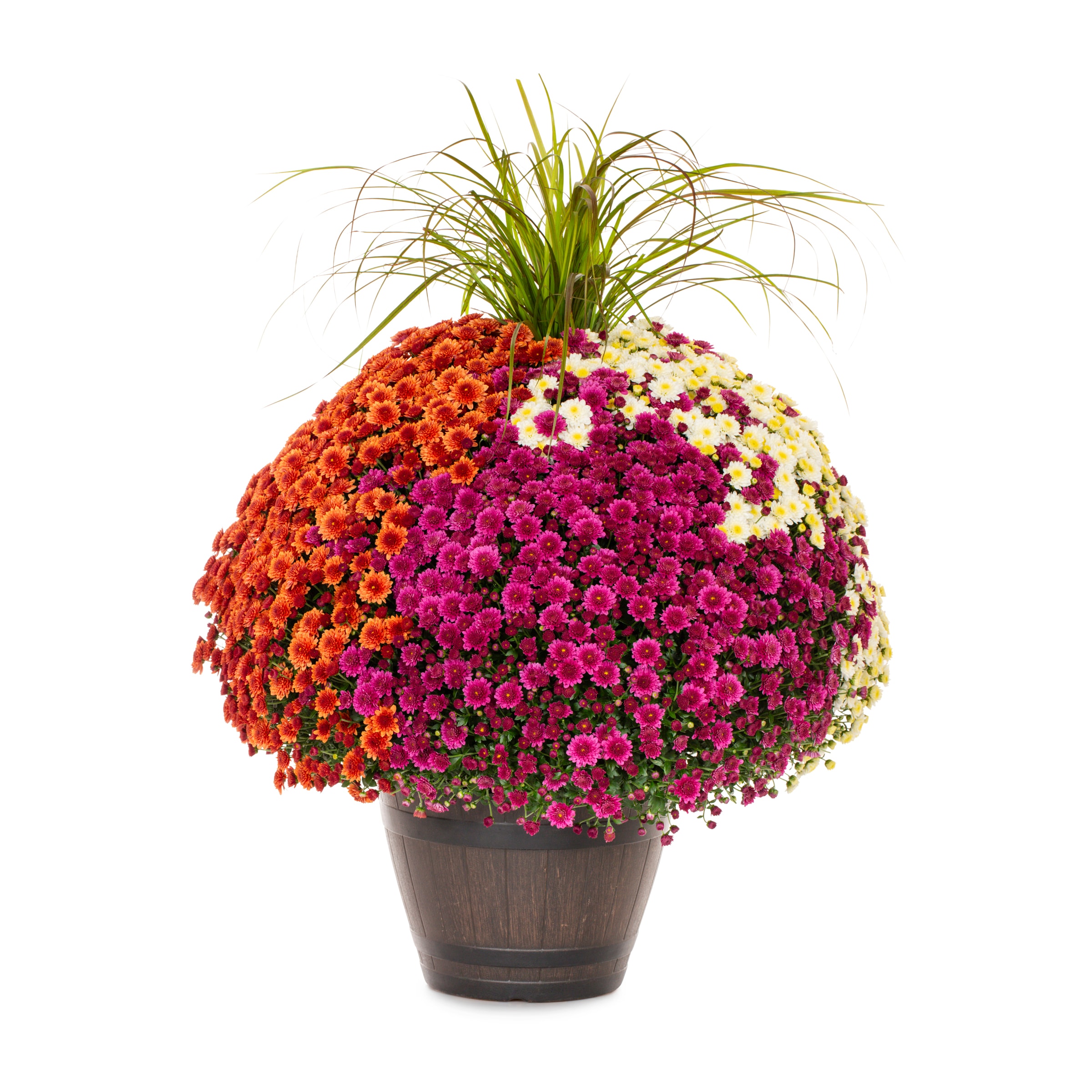 Lowe's 5336043 Multicolor Mum in 5 Gallon(s) Planter 1 -Pack