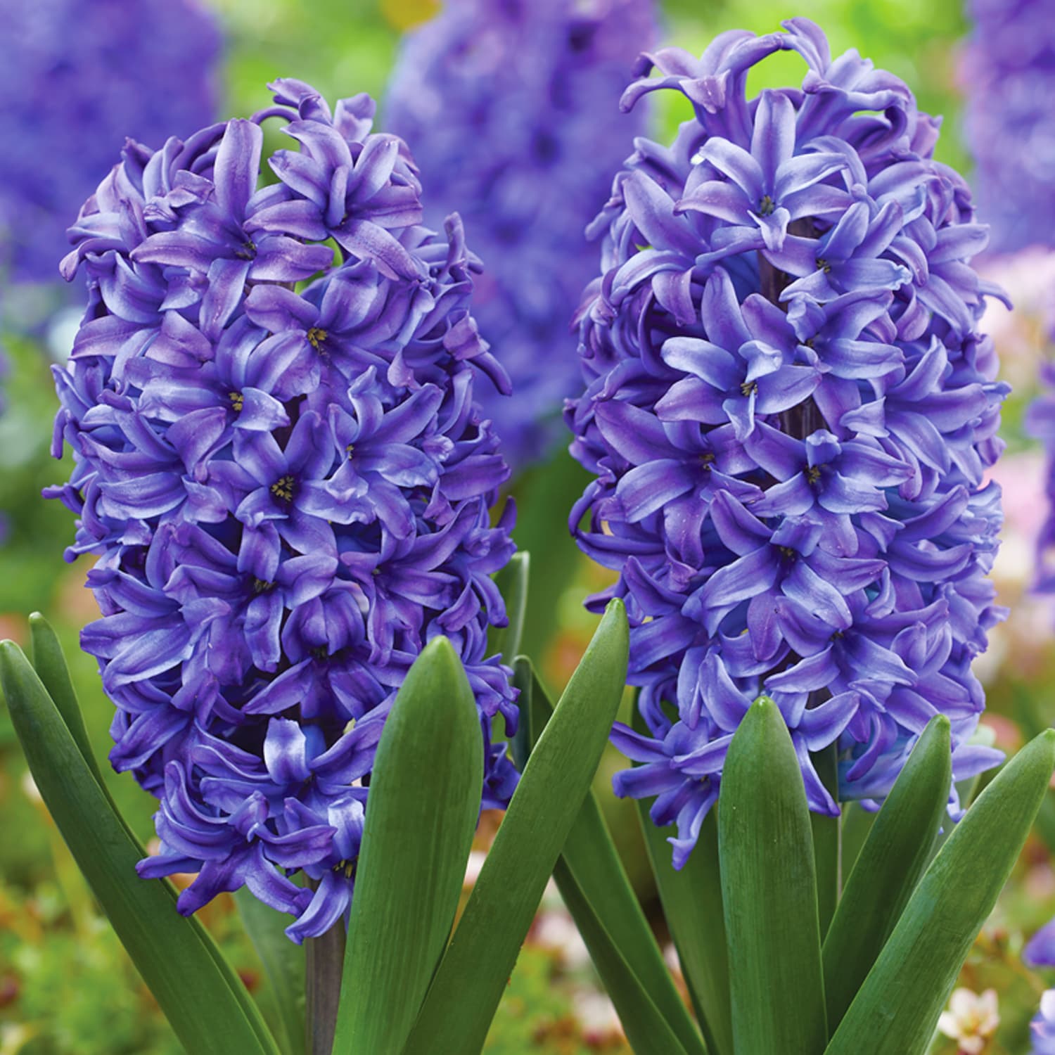 Van Zyverden 87323 Plant-Bulbs - View #4