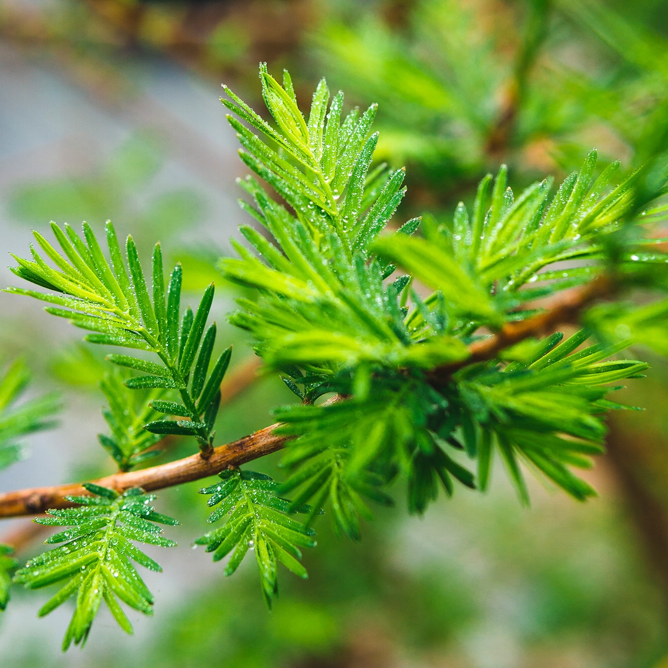 Perfect Plants LOBALDCYPRESS5G trees - View #5