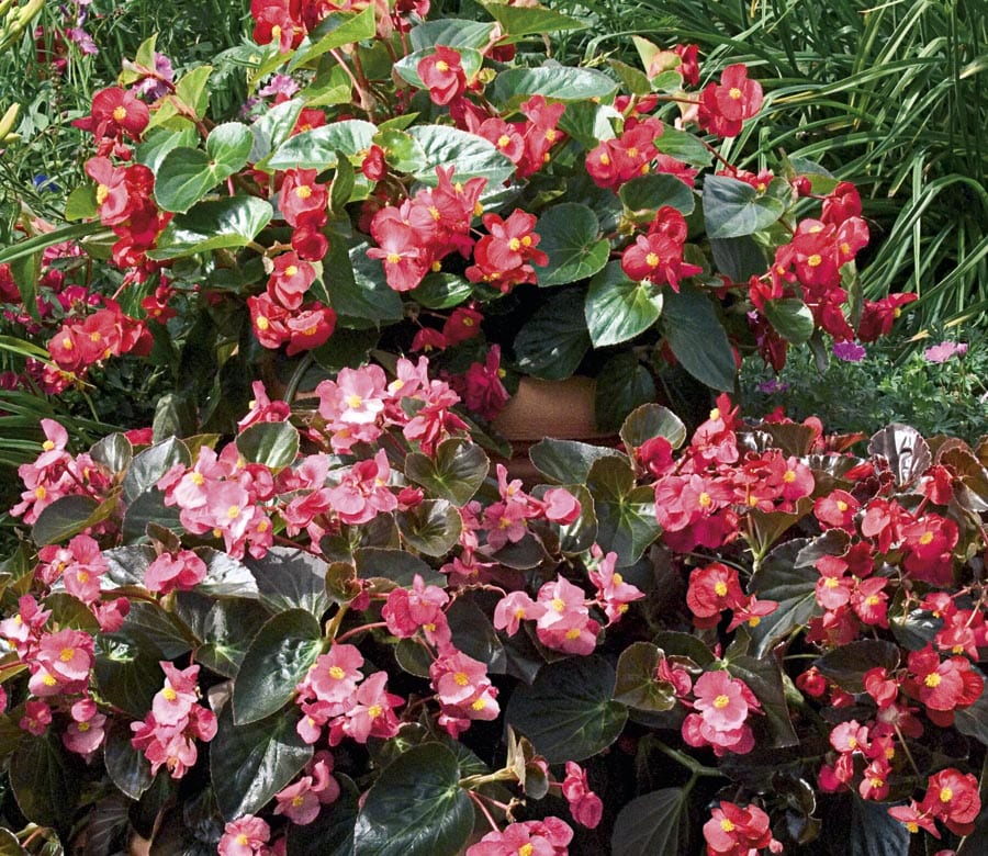 Lowe's 1-2620 Multicolor Big Begonia in 3-Quart