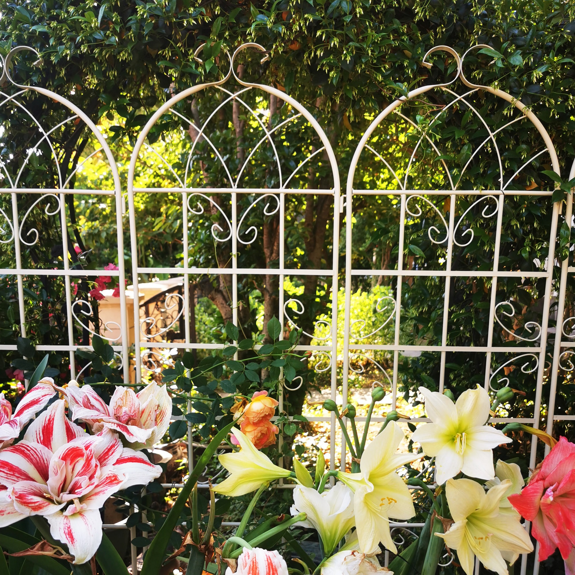 ToolCat NGG29-14-TTX Garden-Trellis - View #2