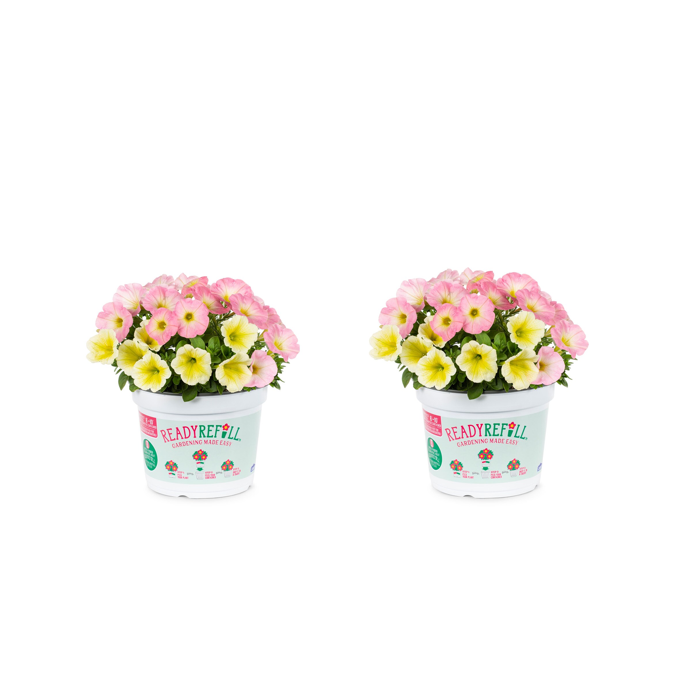 Metrolina Greenhouses 79213 Multicolor Petunia in 3-Quart Pot 2-Pack