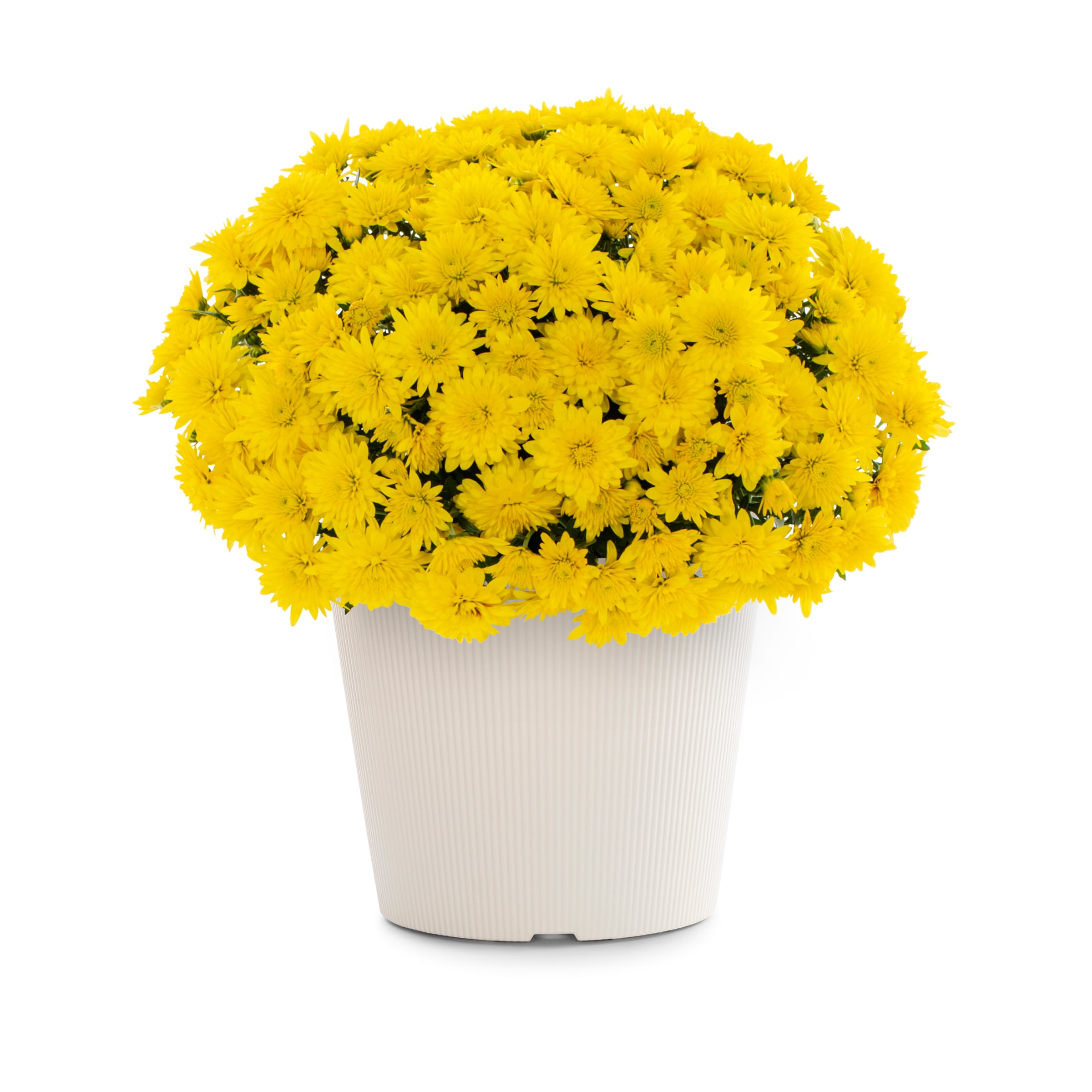 Lowe's NURSERY Multicolor Mum in 3-Quart Pot