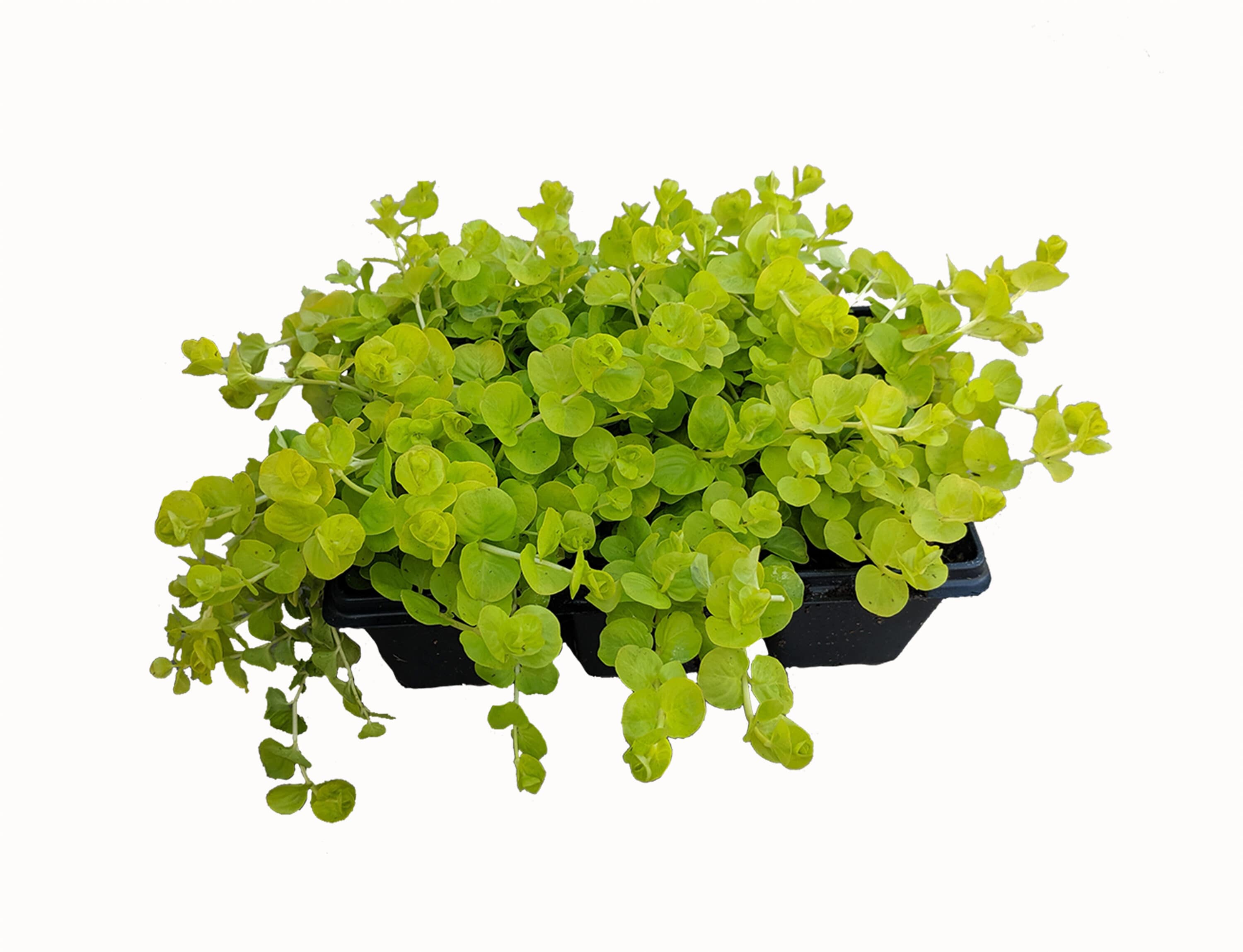 Lysimachia Plant in 6-Pack Pot 6-Pack in the Perennials department at ...