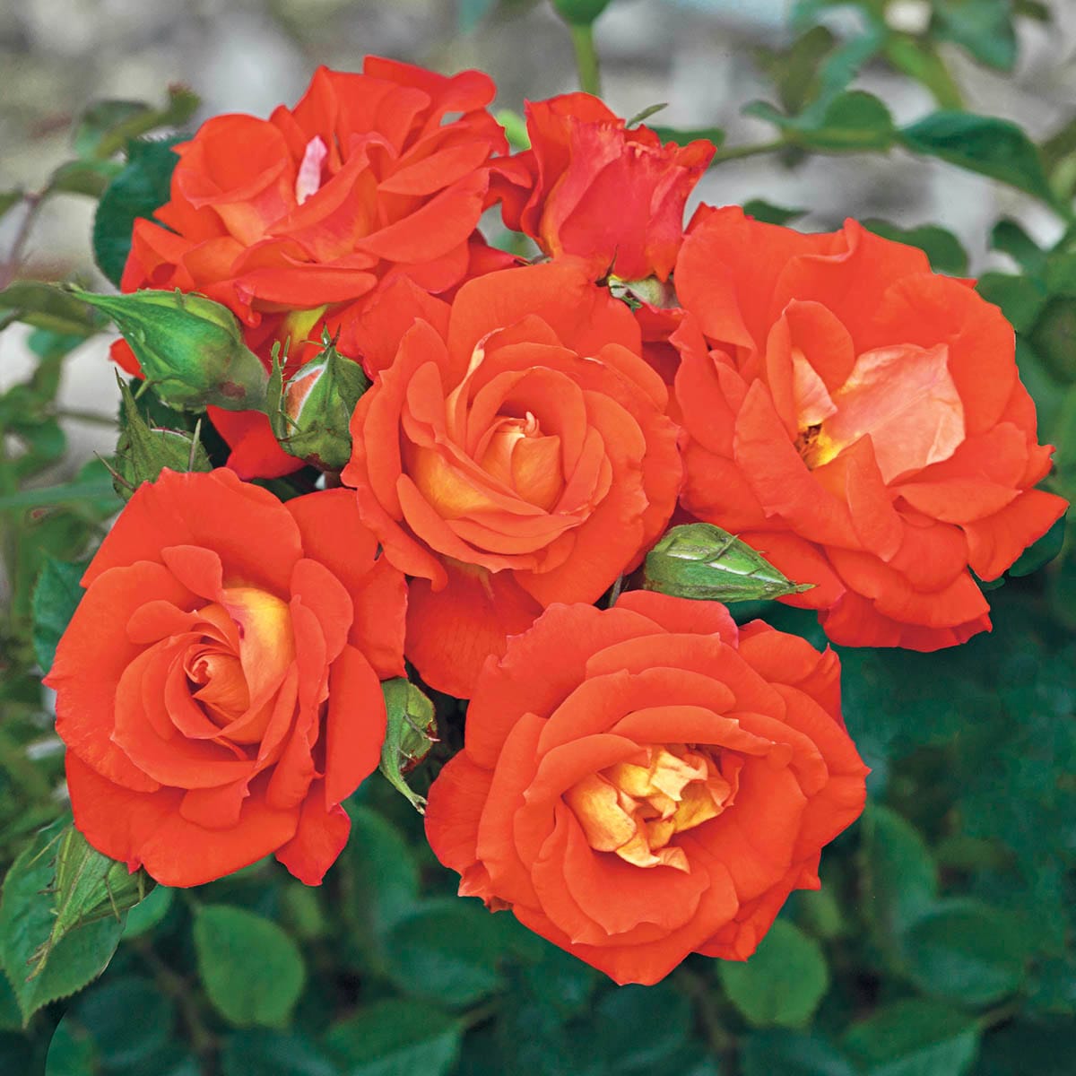 Spring Hill Nurseries 86072 roses - View #3