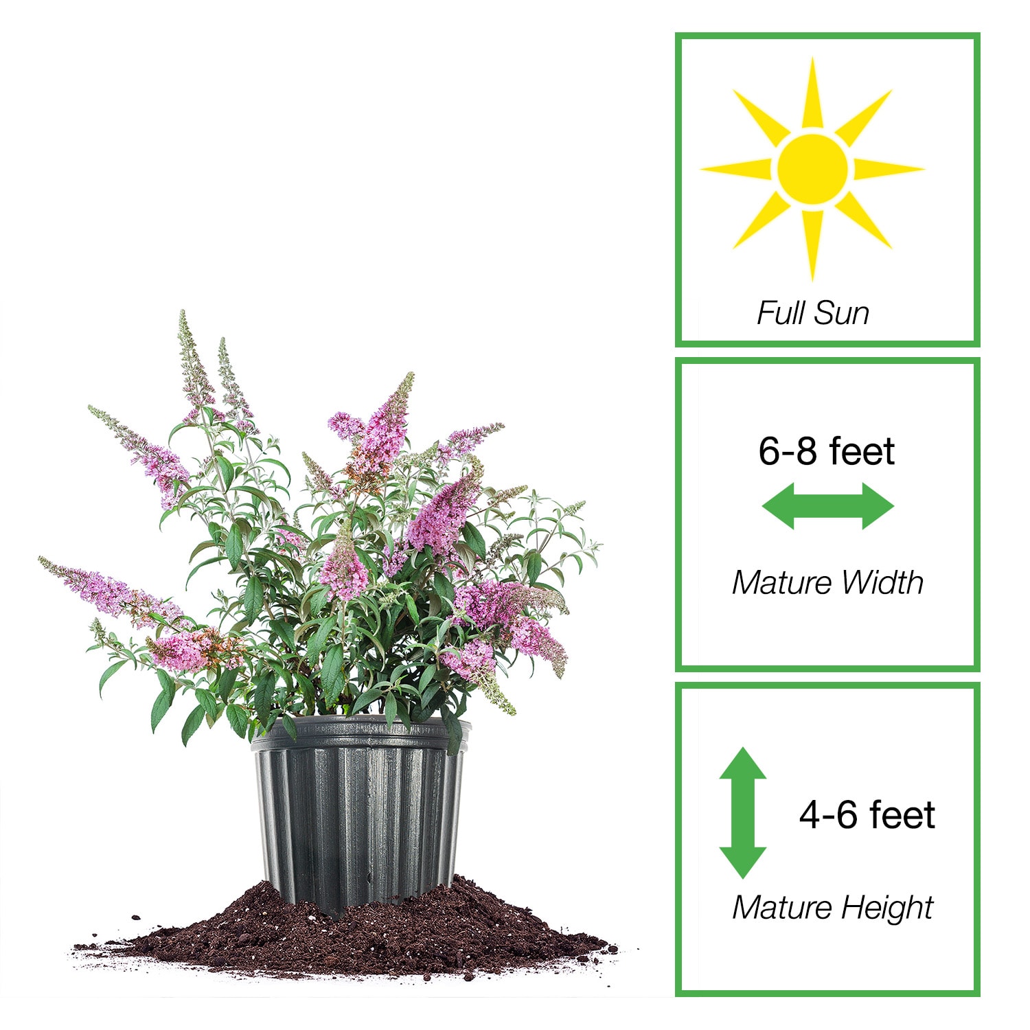 Perfect Plants LOPINKDELIGHT1G shrubs - View #2