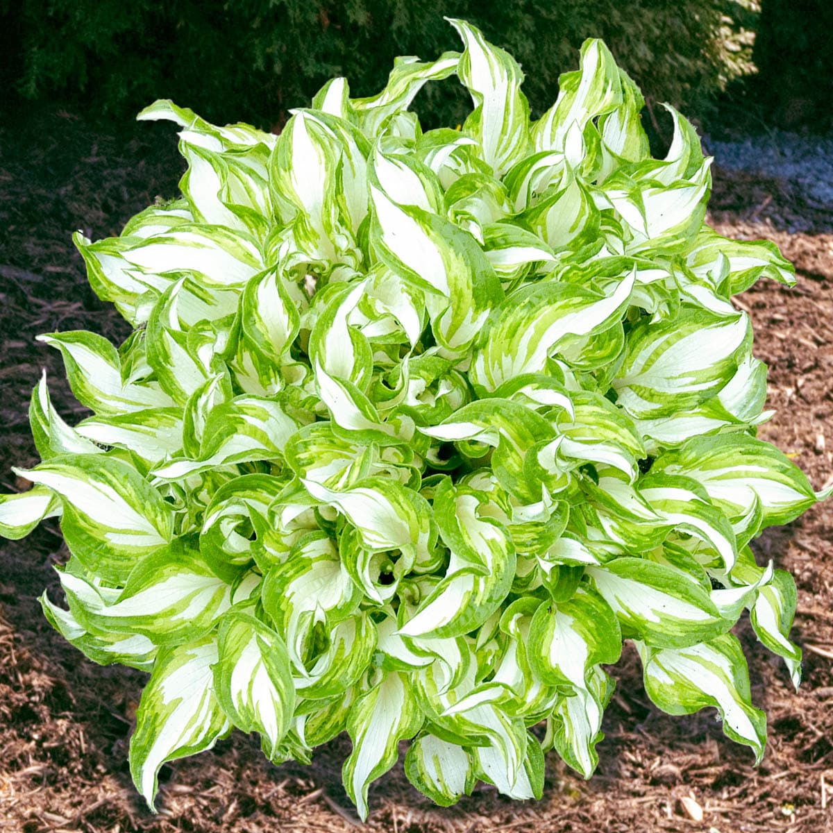 Direct Gardening 83387 Kiwi Spearmint Hosta Dormant Perennial Starter Plant in 1 -Pack Bareroot 3 -Pack