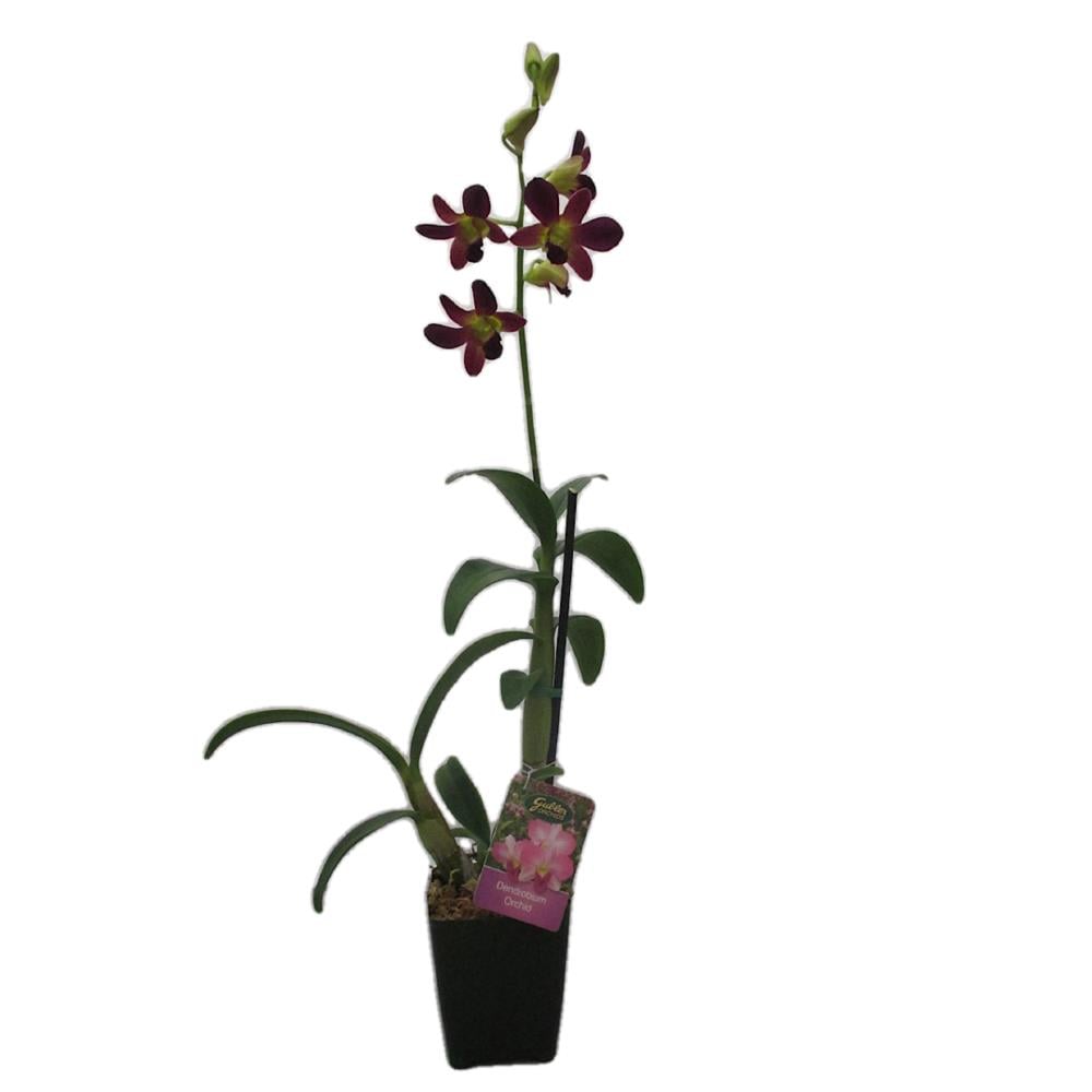 Ground Orchid in 1.4-Quart Pot in the Tropical Plants department at  Lowes.com