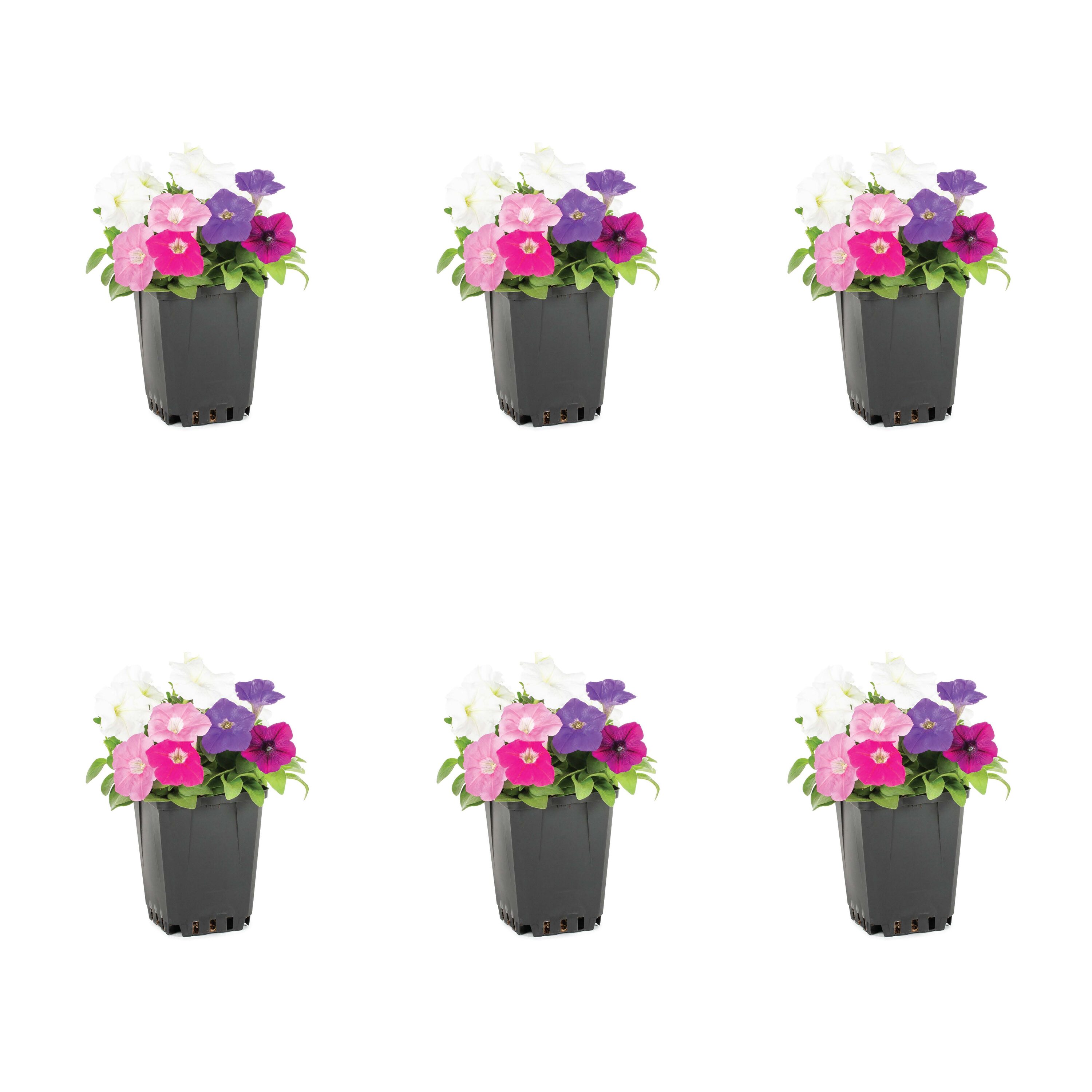 Metrolina Greenhouses 78787 Multicolor Petunia in 1-Pint Pot 6-Pack
