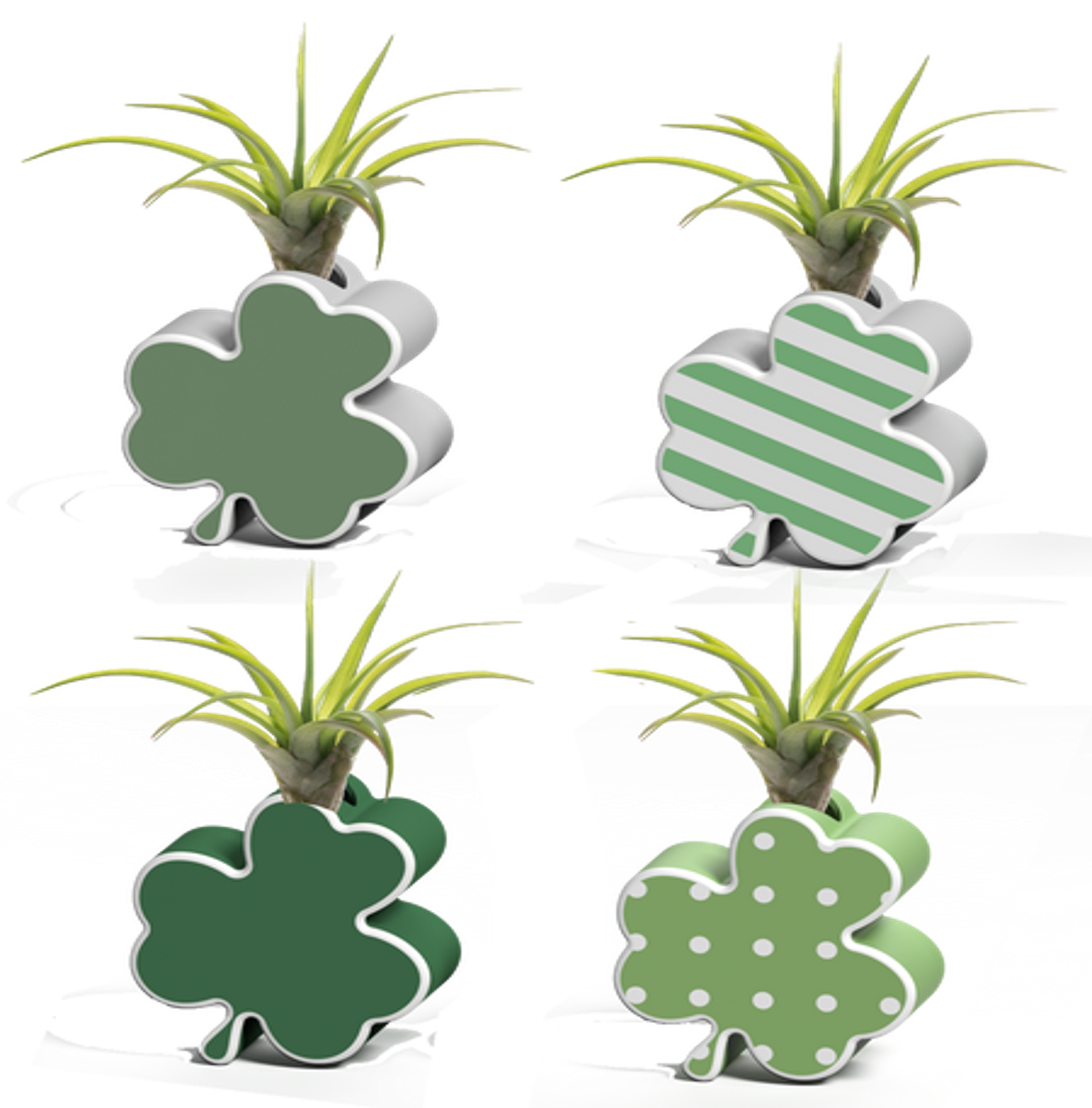 LiveTrends ASB07754 Shamrock House plant in 1 -Pack Pot 1 -Pack
