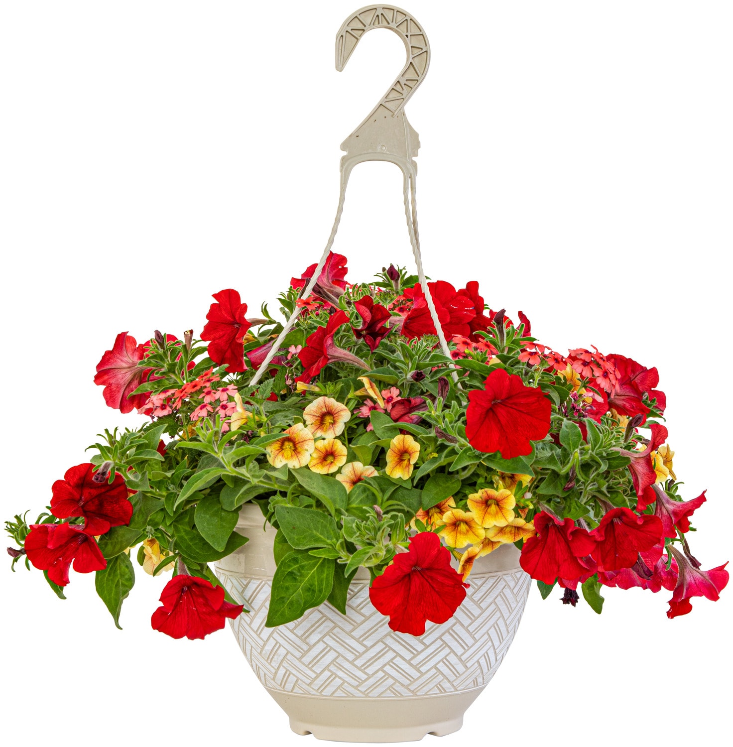 Miracle-Gro Multicolor Brilliant Blooms Sedona Sparkles in 2-Gallon (s ...