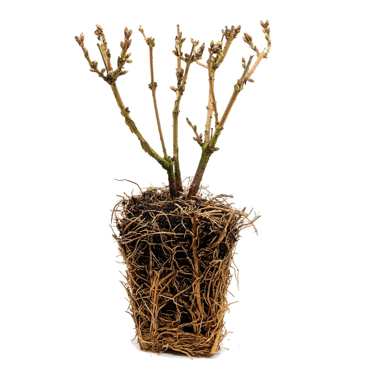 Van Zyverden 82903 Plant-Bulbs - View #4