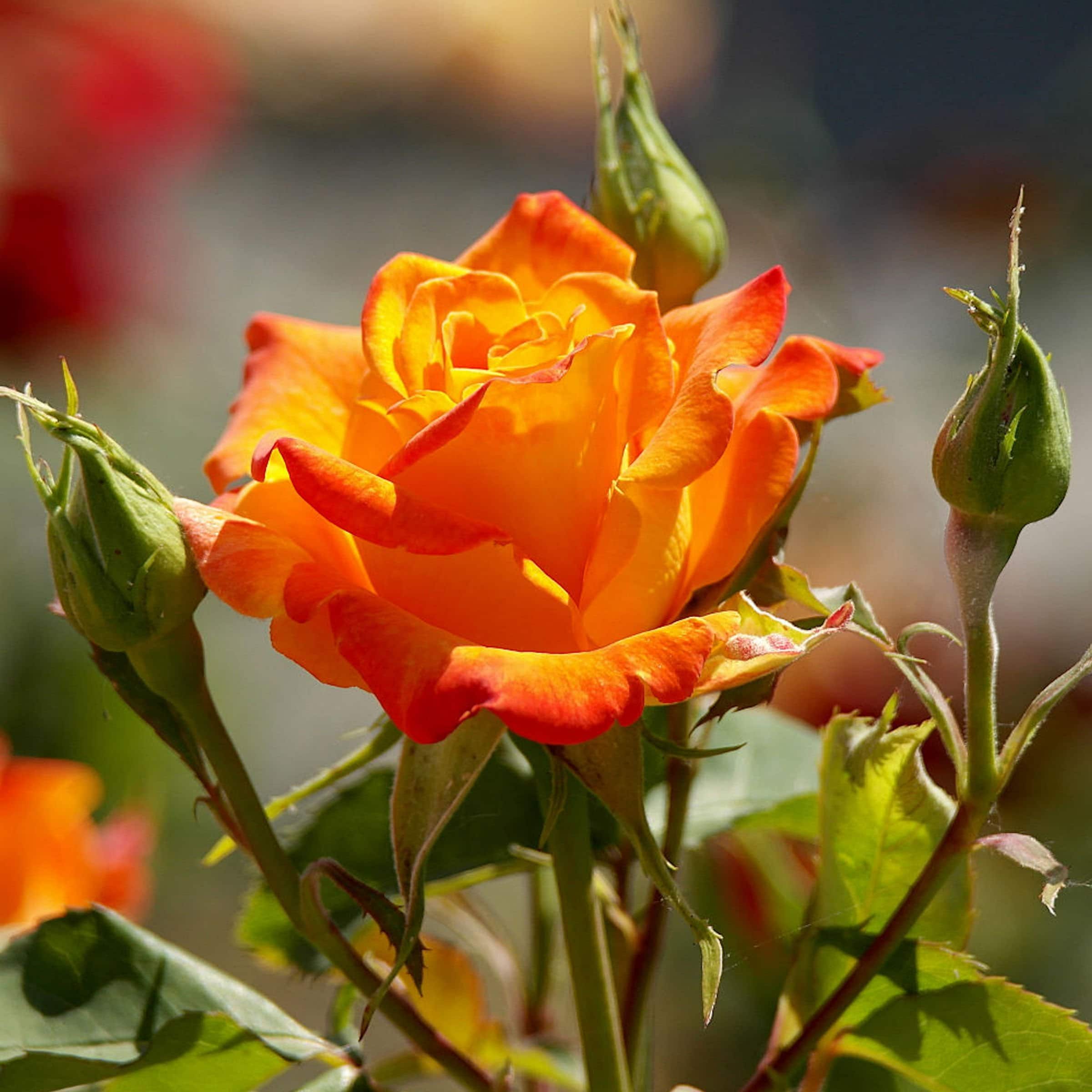National Plant Network LW5022 roses - View #5