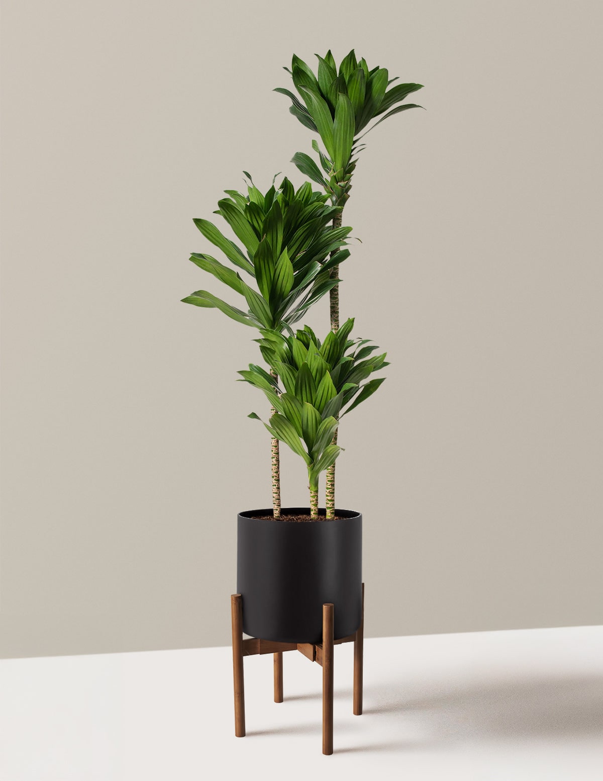 The Sill Large Dracaena Compacta Cane - Black Agnes Resin with Dark ...