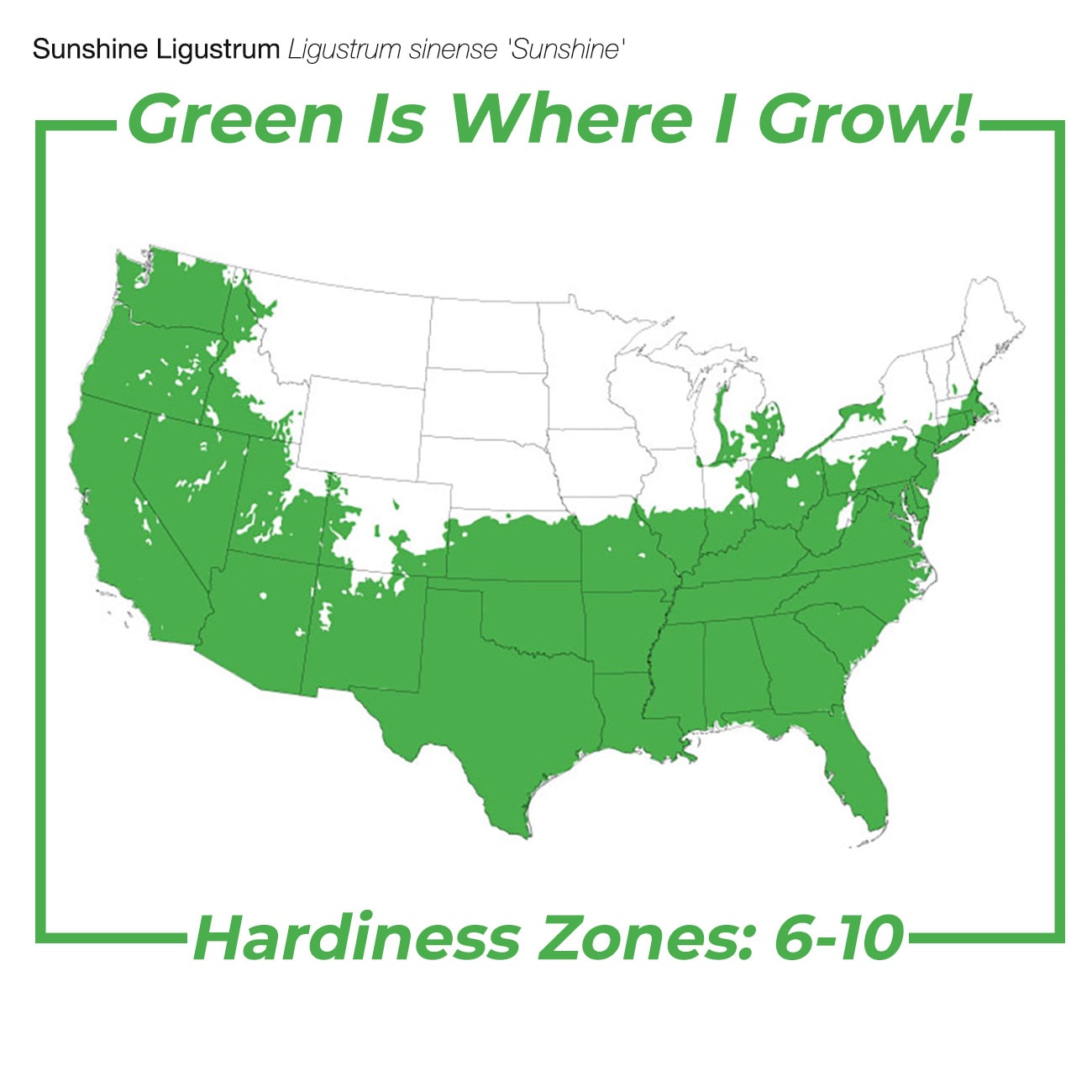 Perfect Plants LOSUNSHINELIGUST3G shrubs - View #5