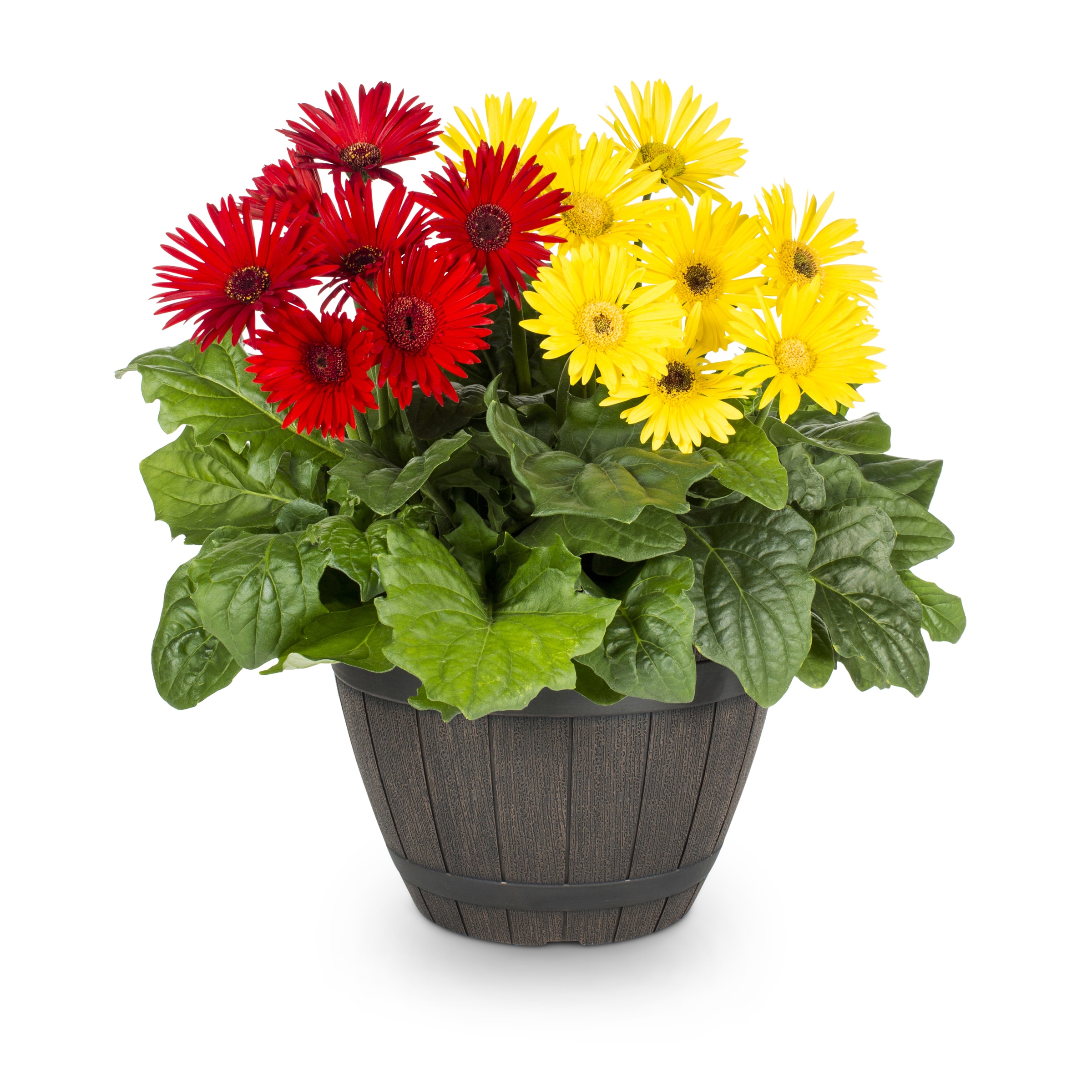 Lowe's Multicolor Gerbera Daisy in 3-Quart Planter in the Annuals  department at 
