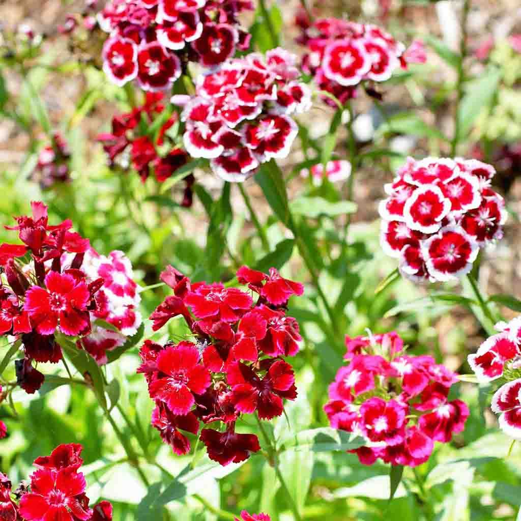 Ferry-Morse LC25.6611 seeds - View #3