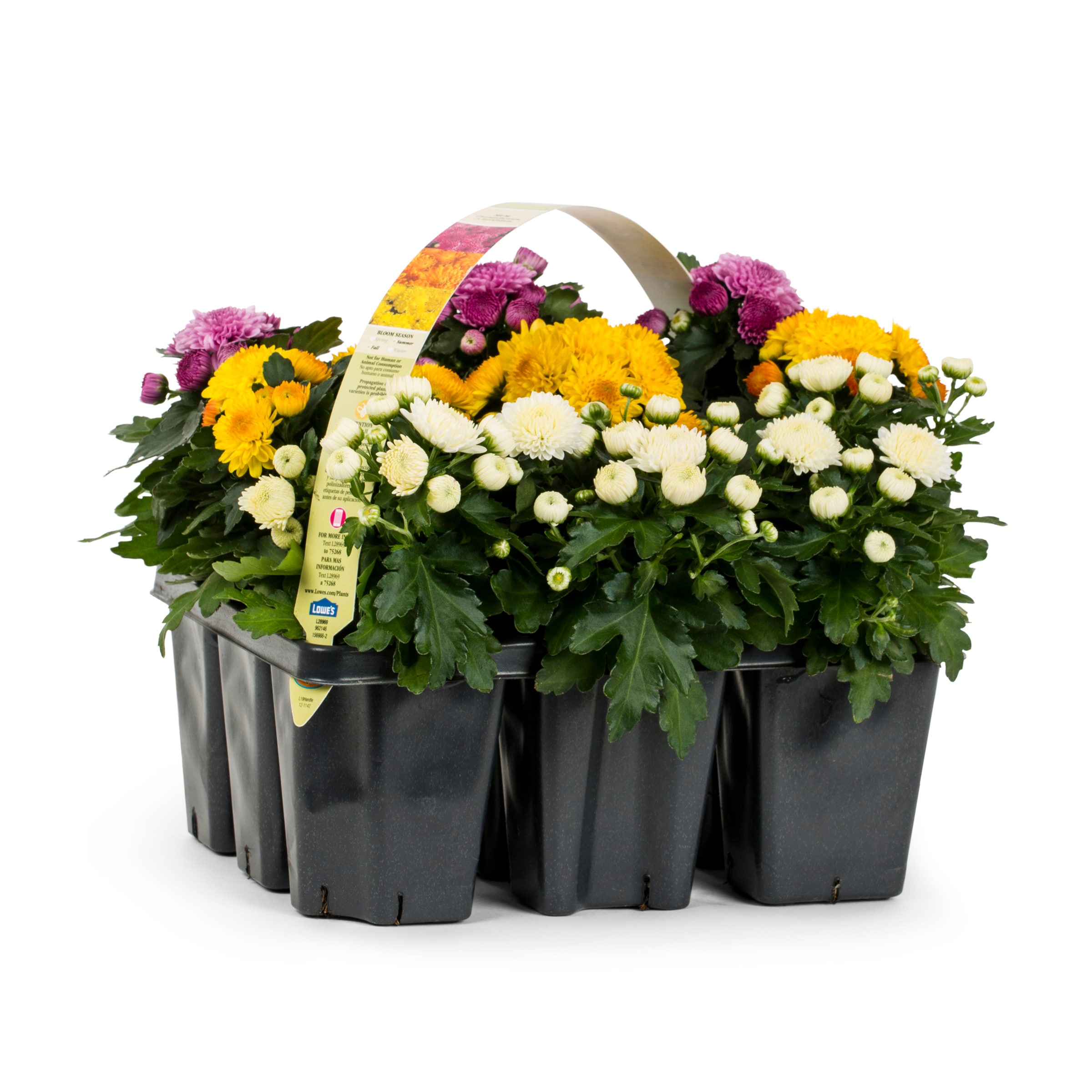 Lowe's NURSERY Multicolor Mum in 9 -Pack Tray