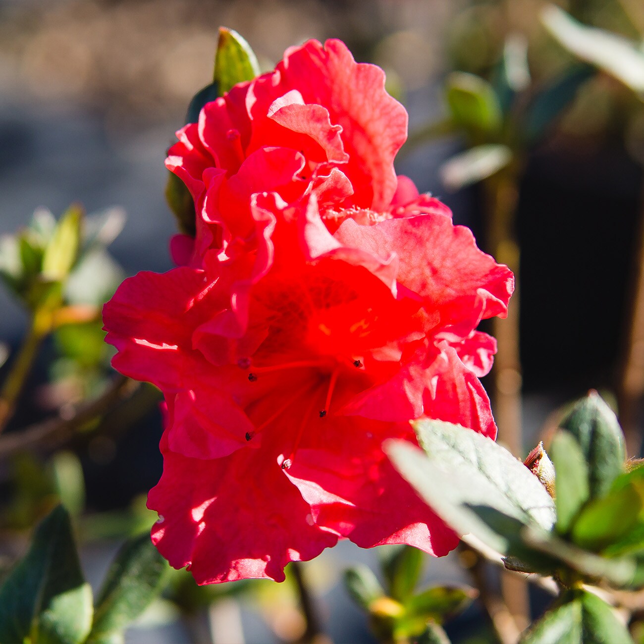 Perfect Plants LOREDRUFFLEAZALEA1G shrubs - View #7