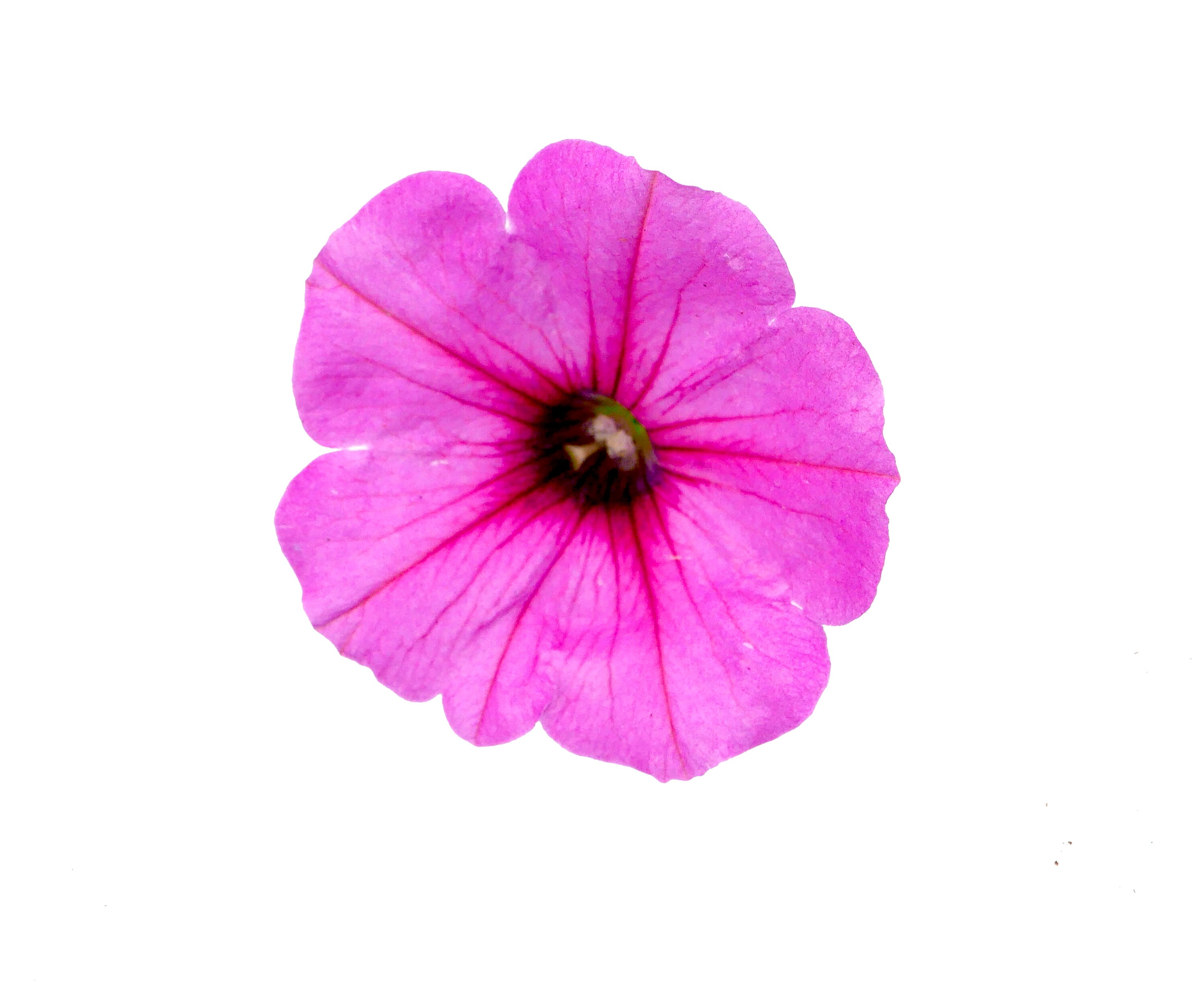  1104 annuals - View #5