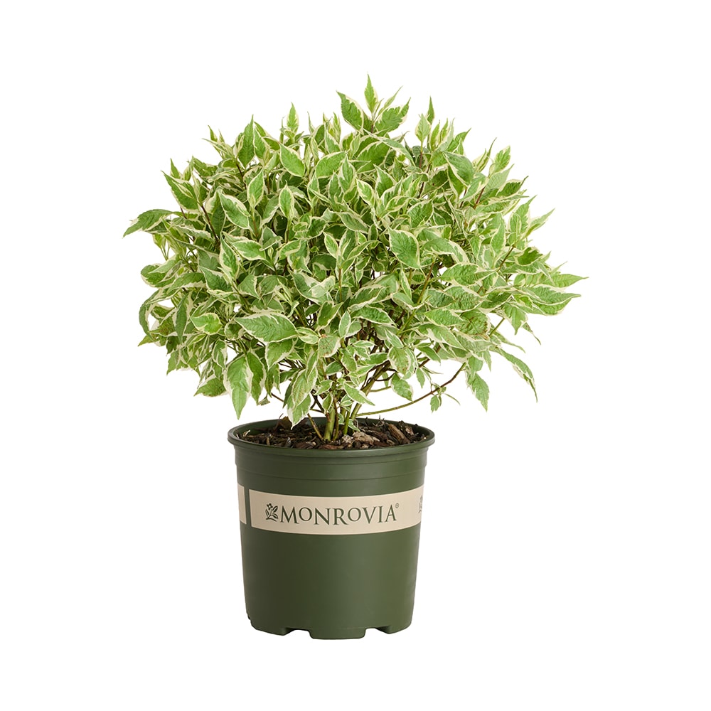 Monrovia - 1.73 -Gallon Dogwood Variegated Red Twig Accent Shrub with White Blooms 1 -Pack