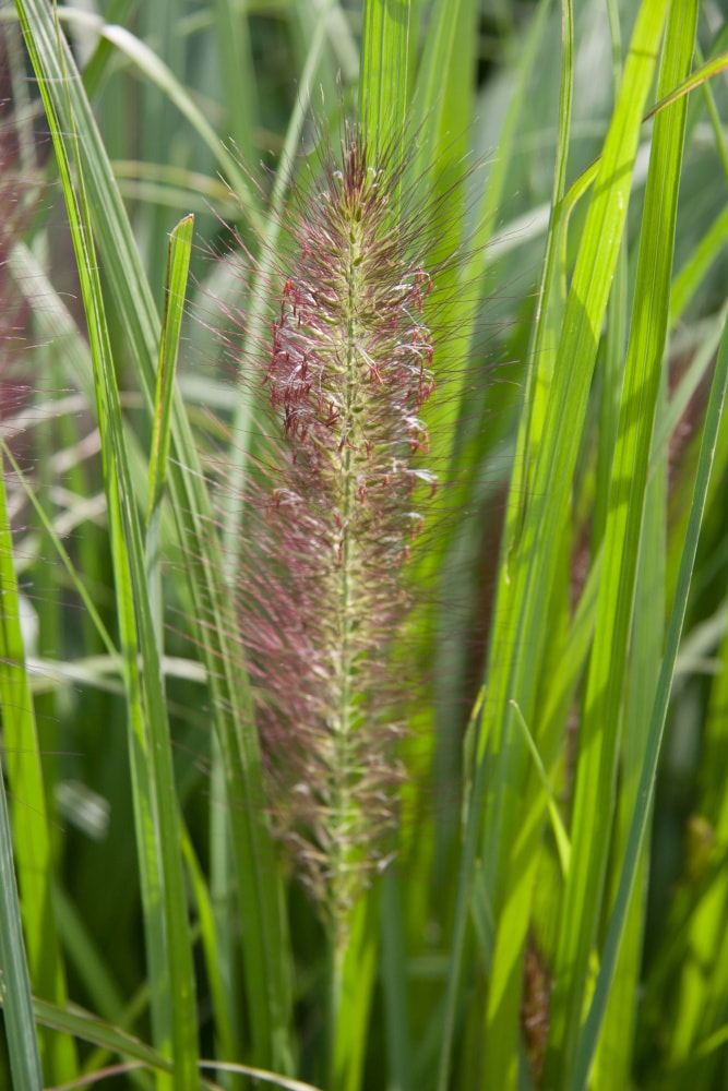 Gardens Alive! 65974 Ornamental-Grasses - View #4