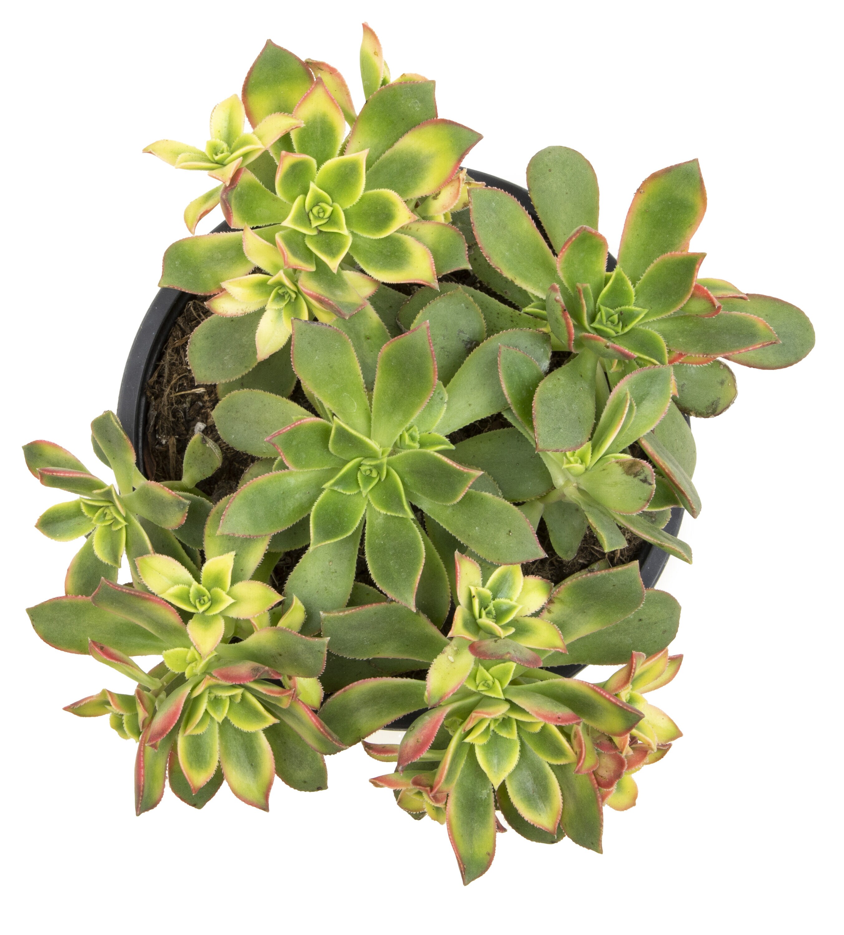 Altman Plants 0880120 Cacti-Succulents - View #2