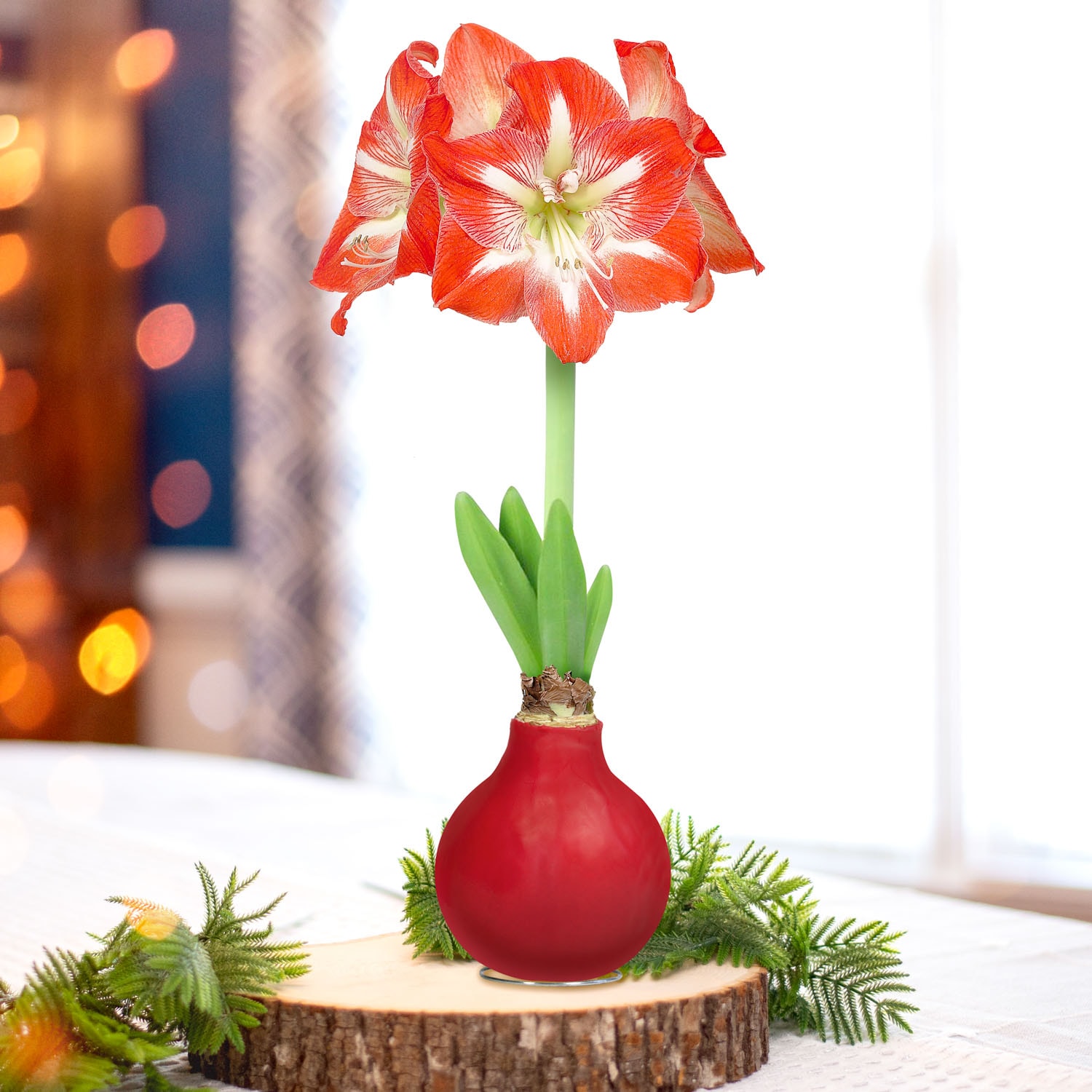 Garden State Bulb ECH-32-01-01 Plant-Bulbs - View #5