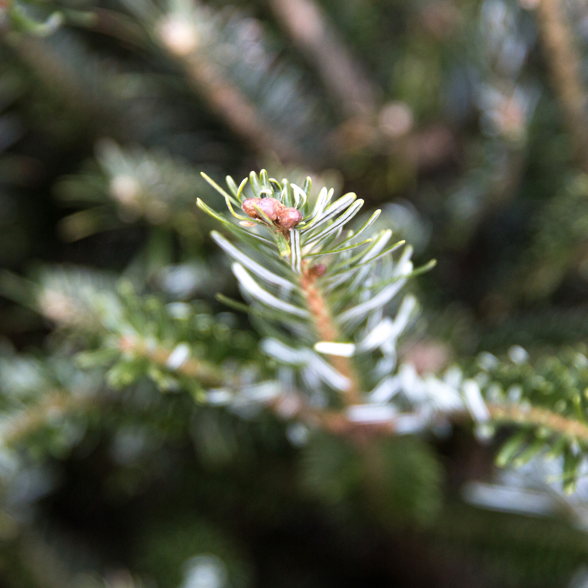 Holiday Living TFP-056-LOW-PREM Fresh-Christmas-Trees - View #5