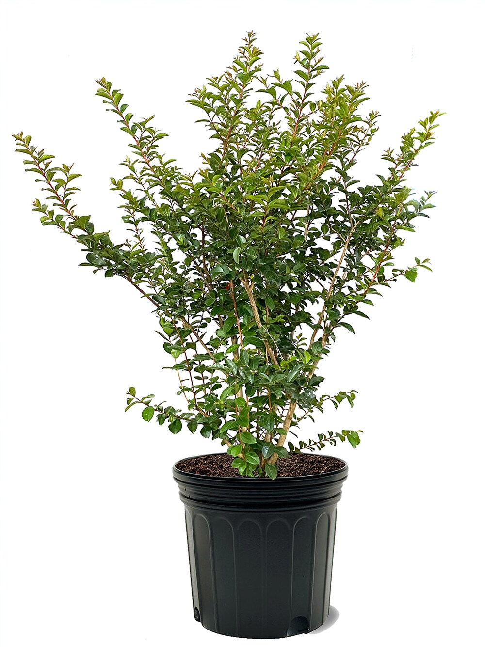 Southern Planters CRMTON07G 7 -Gallon Pink Flowering Tonto Crape Myrtle In pot (with soil)