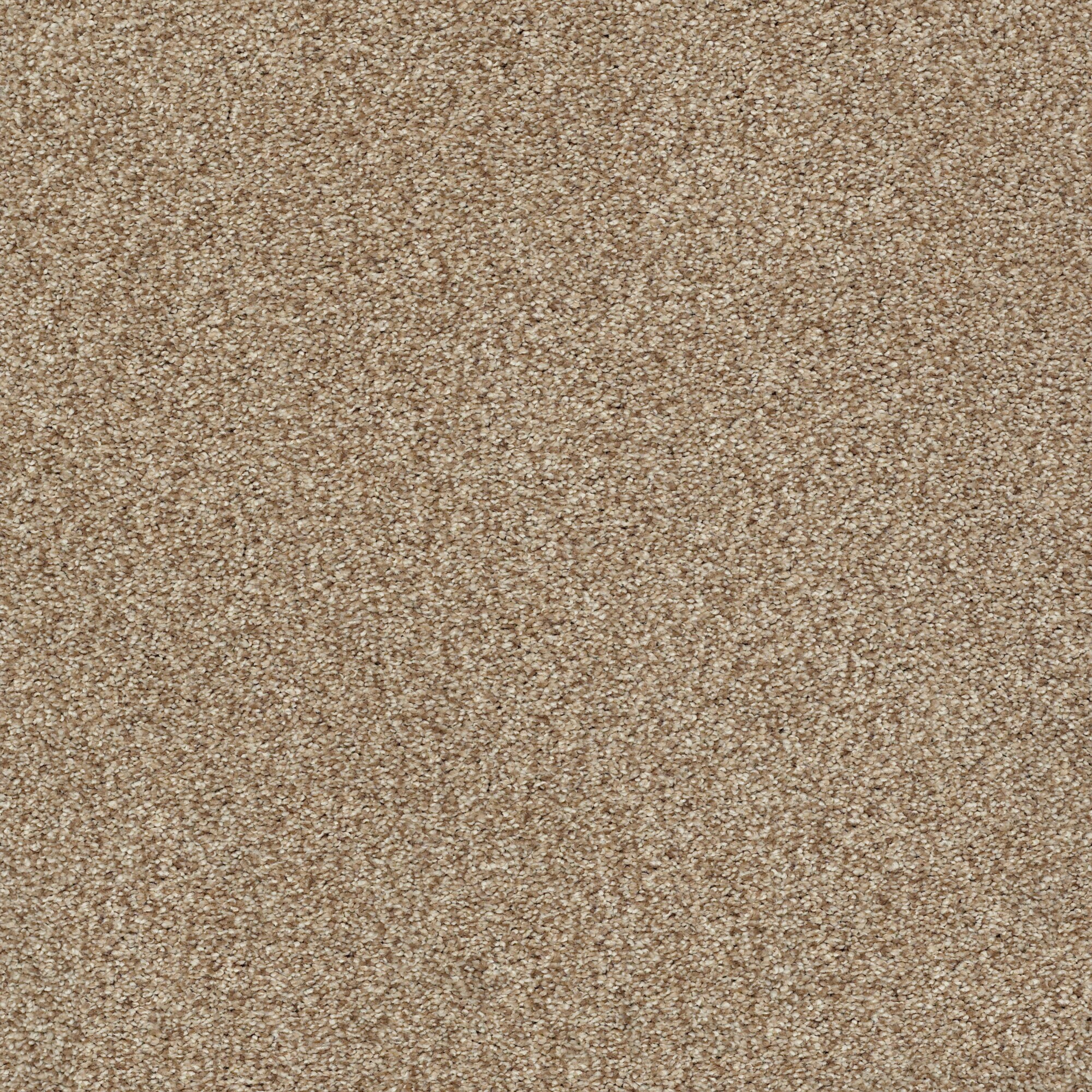 STAINMASTER (Sample) Ready 2 Play I Dachshund Brown 45.8-oz sq yard ...