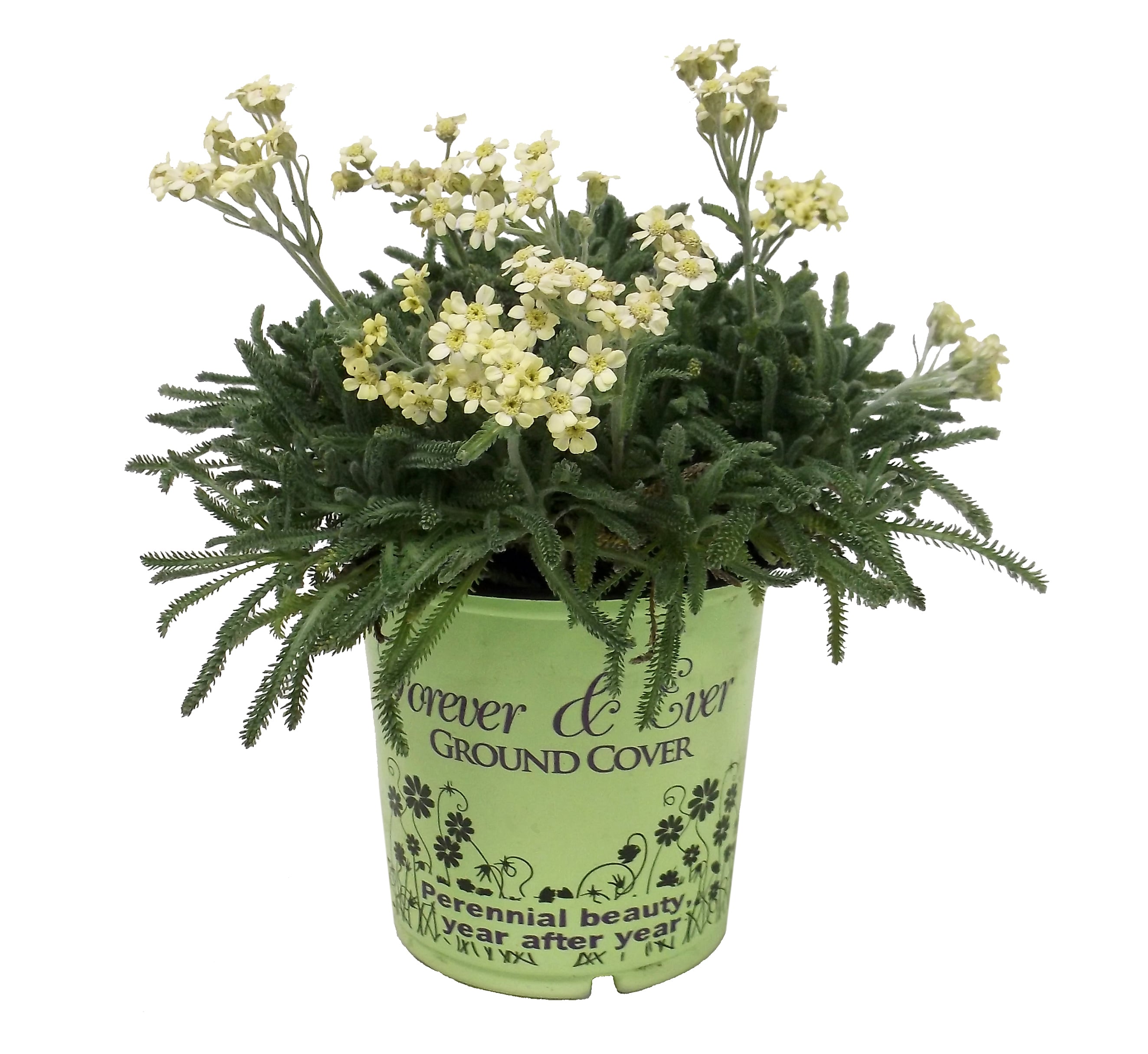 Lowe's NURSERY Multicolor Achellia Plant in 1 -Pint Pot