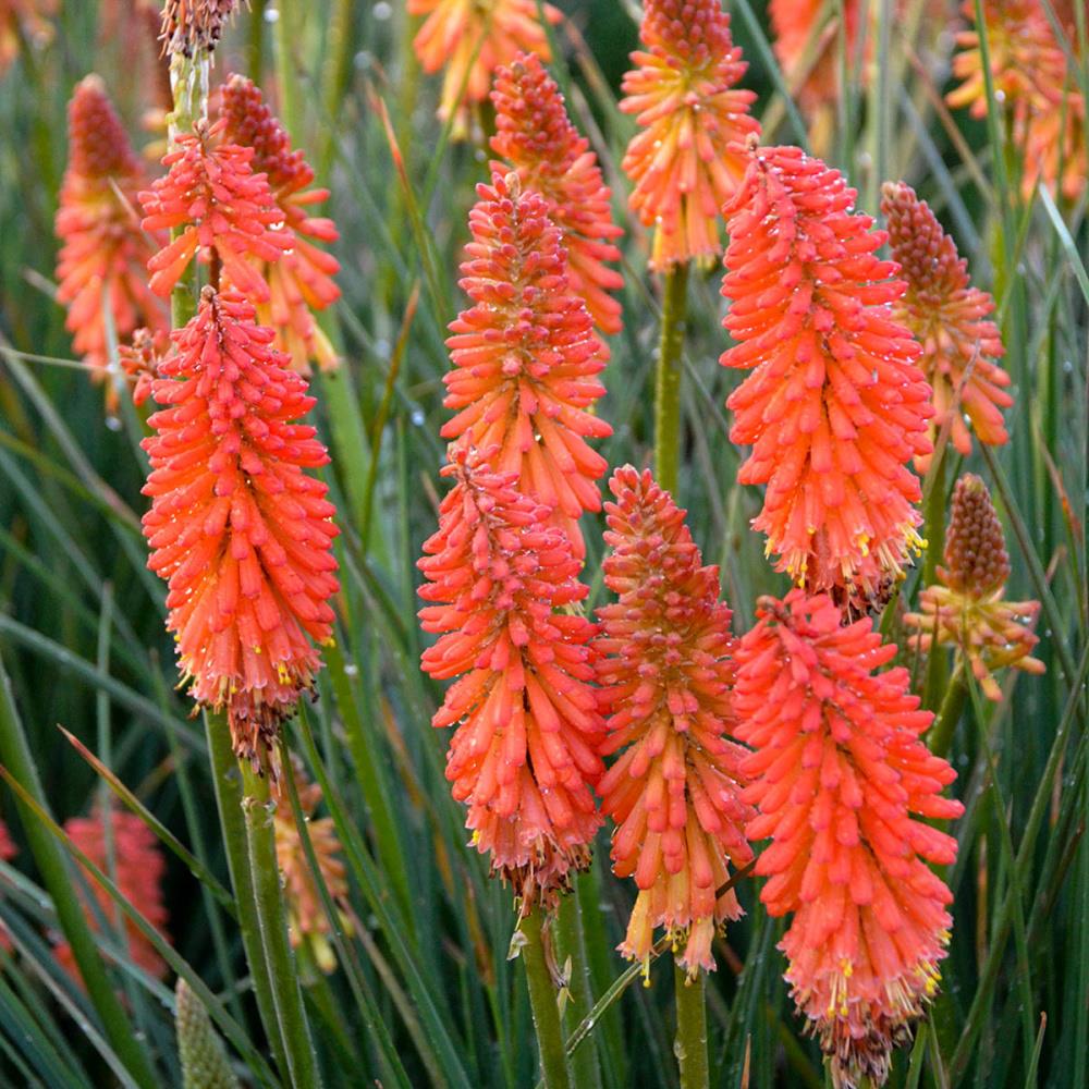 Are red hot pokers poisonous 2024 to dogs