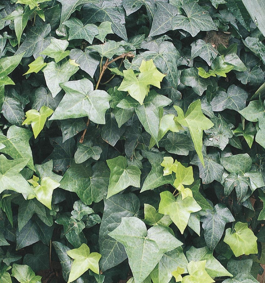 English Ivy (Hedera helix)