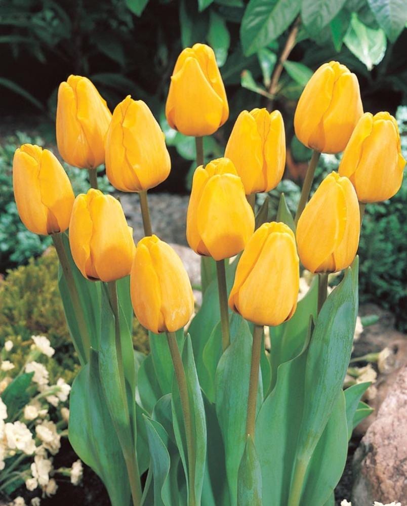Garden State Bulb 04723 Yellow Tulip Golden Oxford 15Pk Bulbs 15-Pack