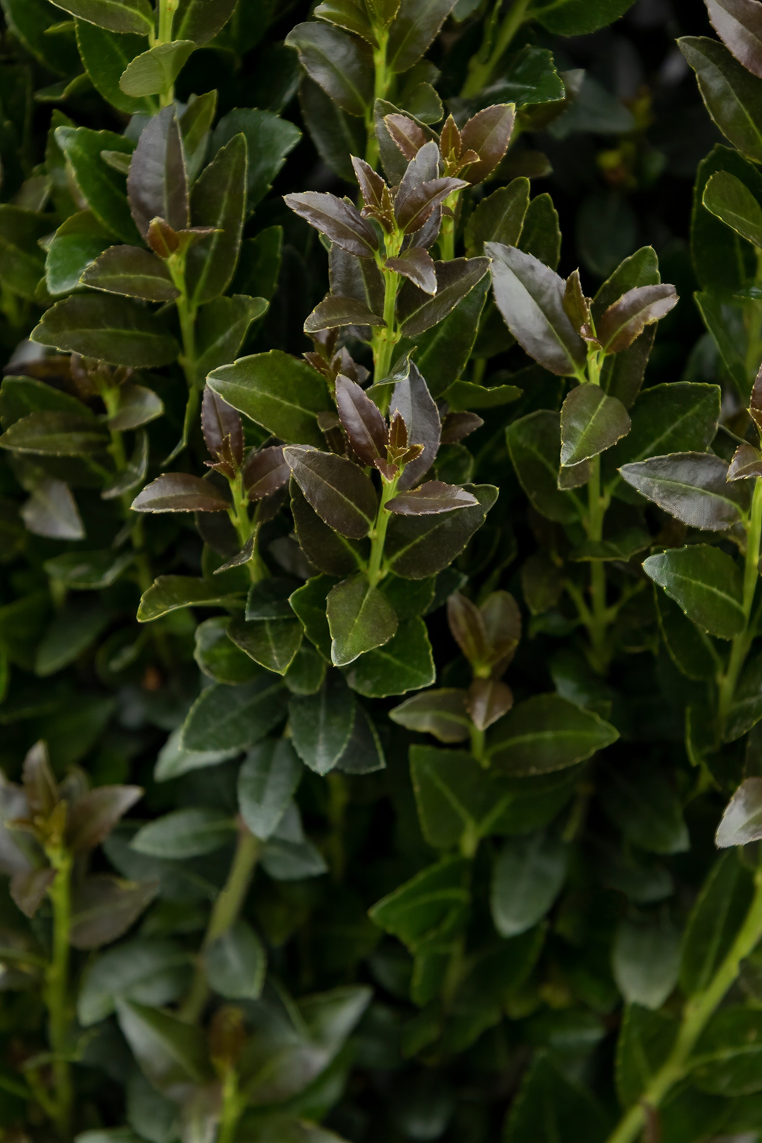 Monrovia 4351233 shrubs - View #2