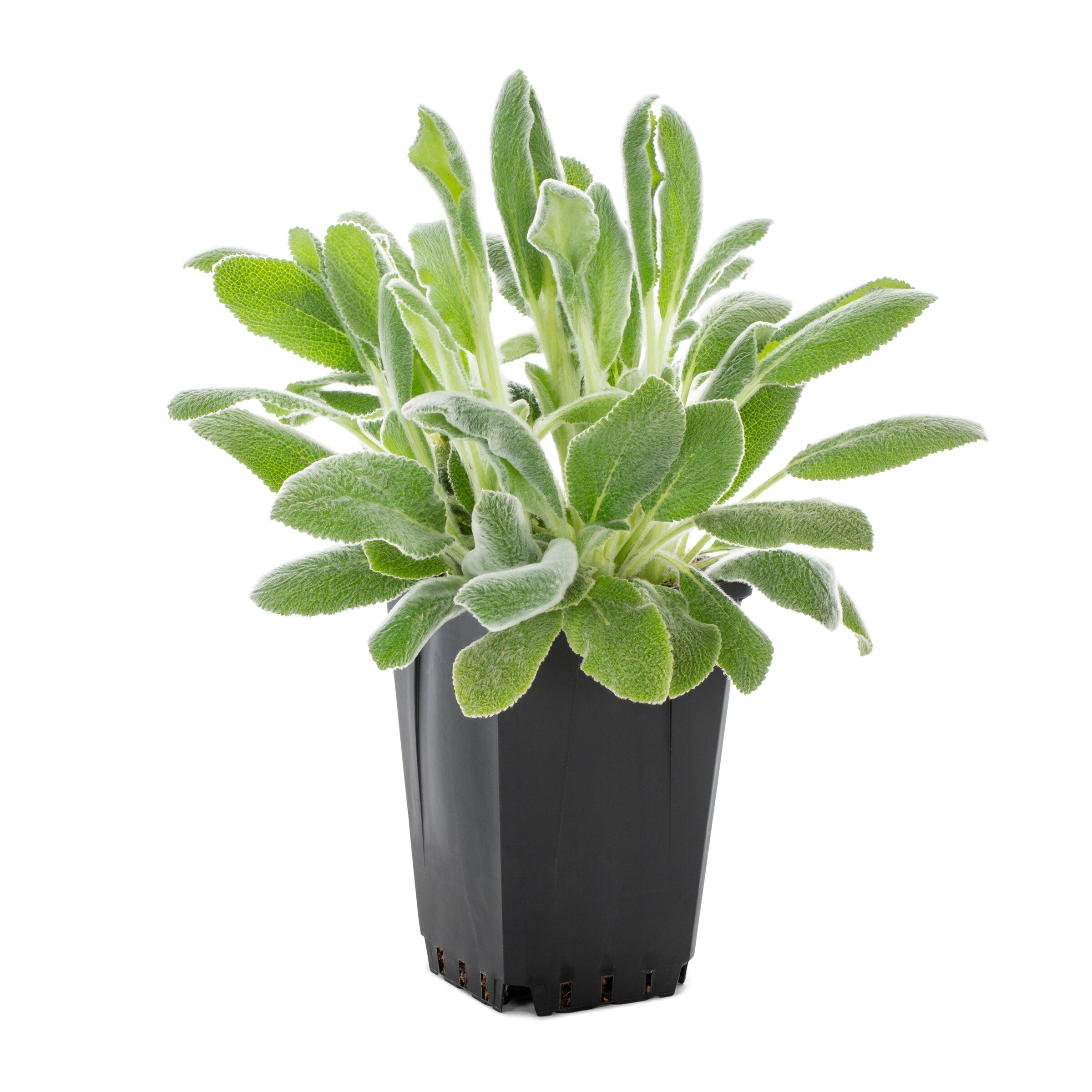Lowe's NURSERY Lamb's Ear Plant in 2.5 -Quart