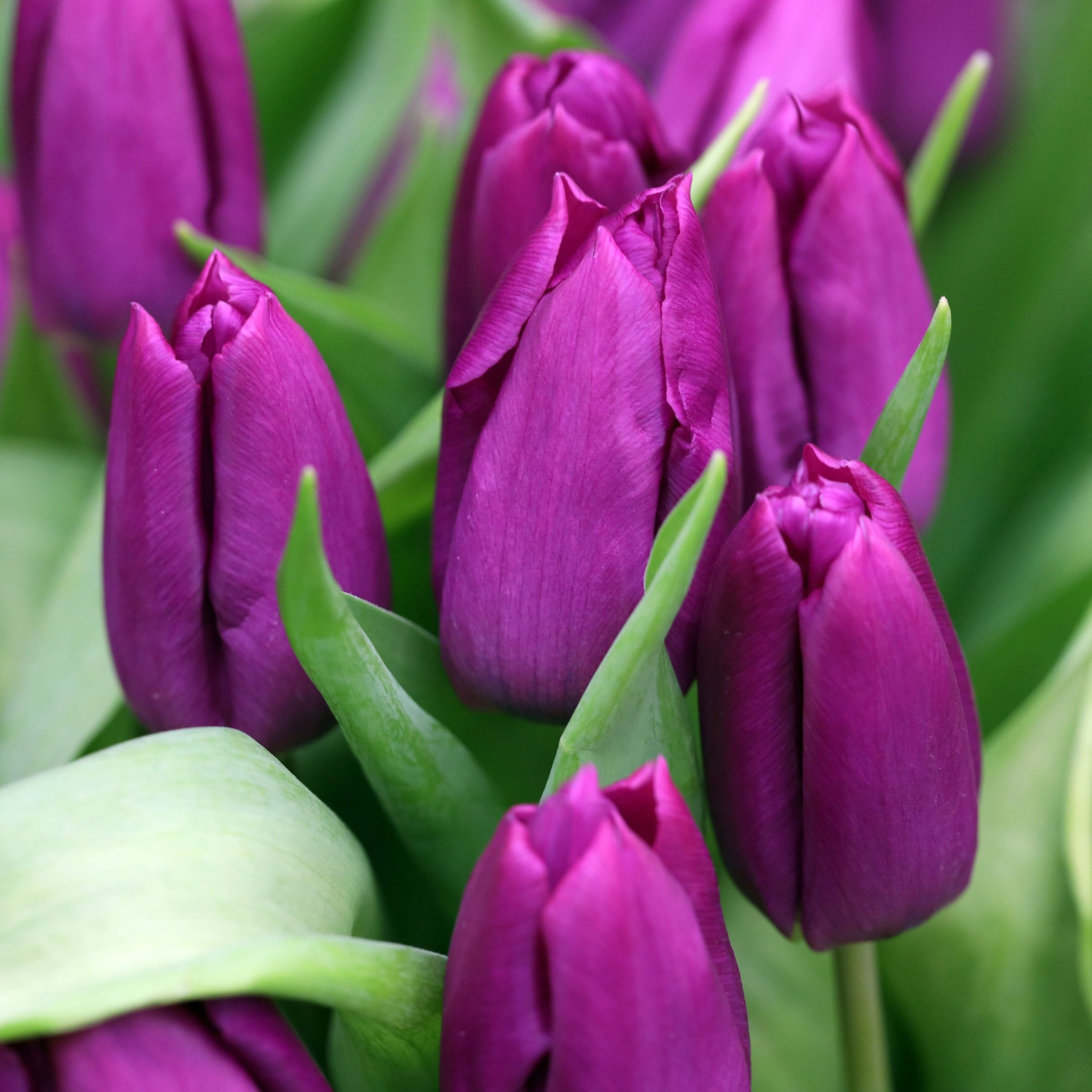 National Plant Network LW3152 Plant-Bulbs - View #7