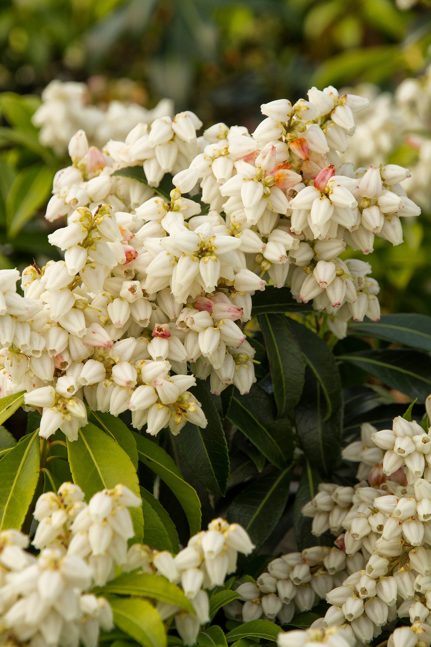 White Snowdrift Pieris Flowering Shrub in 3-Gallon (s) Pot at Lowes.com