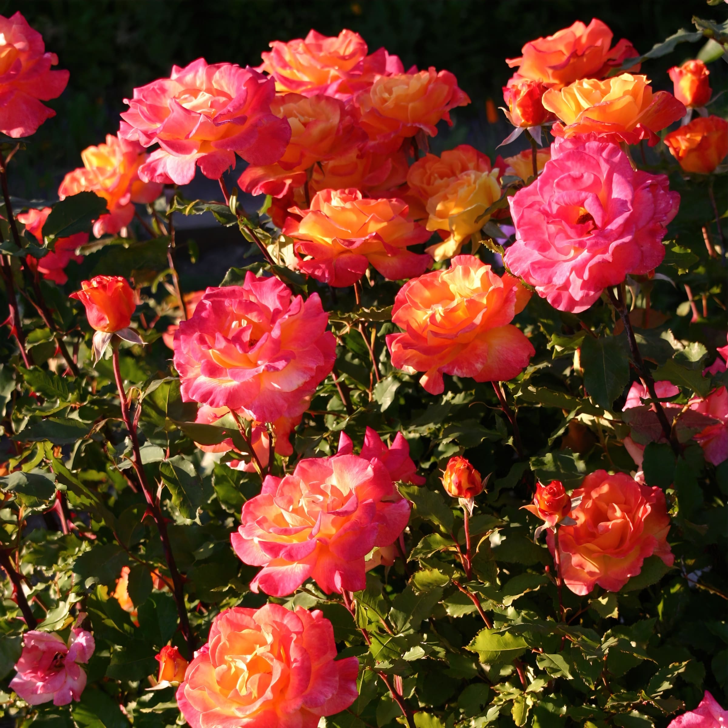 National Plant Network LW1434 roses - View #2